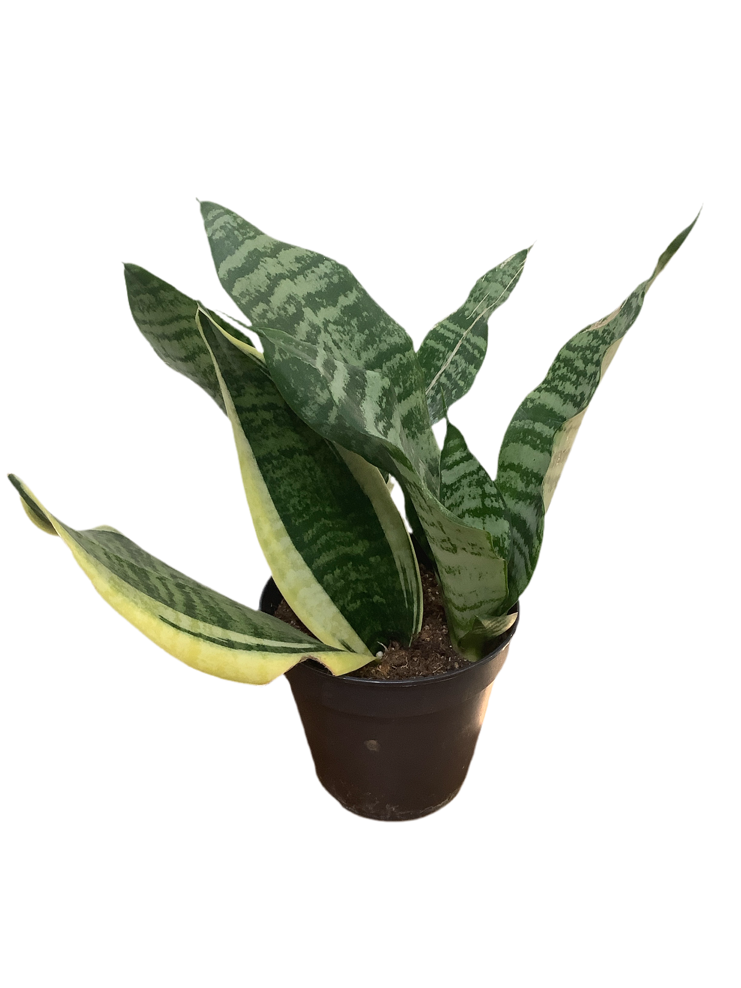 Sansevieria Snake Plant