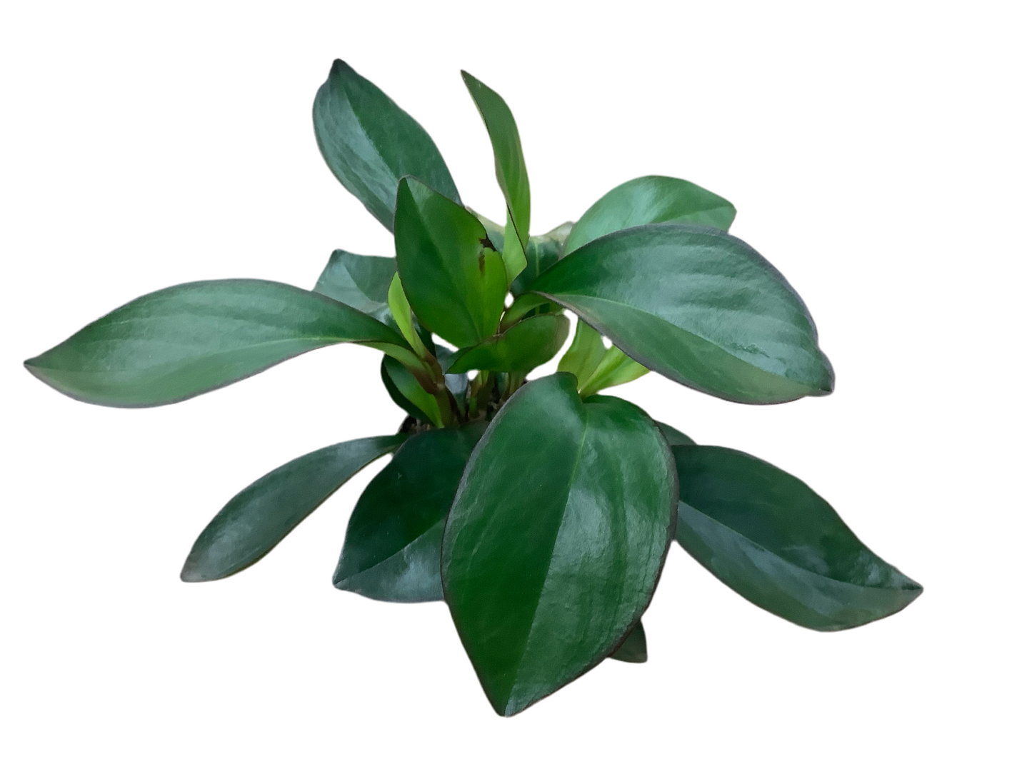 Peperomia Clusiifolia ‘Red Margin’