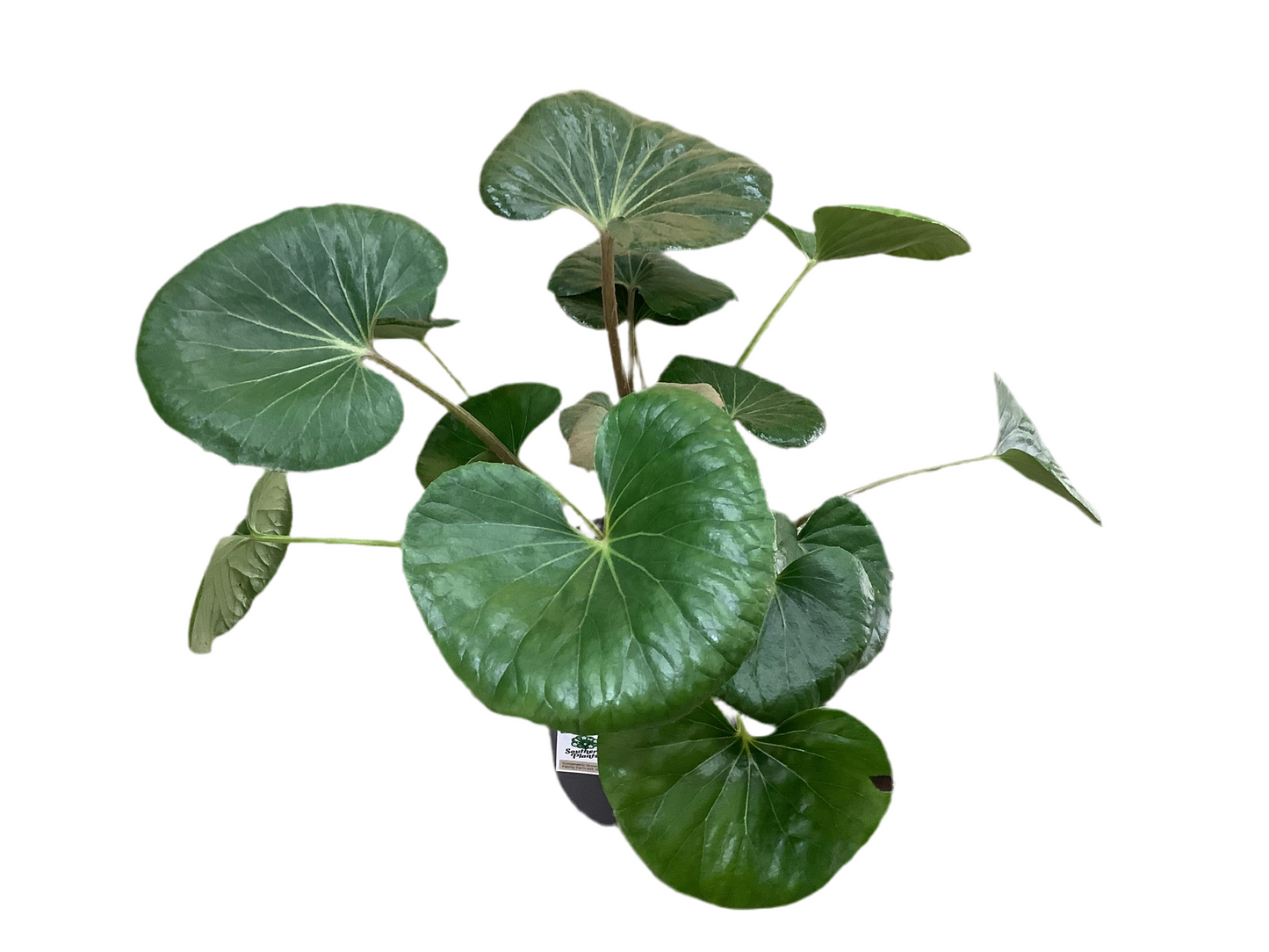 Ligularia Reniformis ‘Tractor Seat’