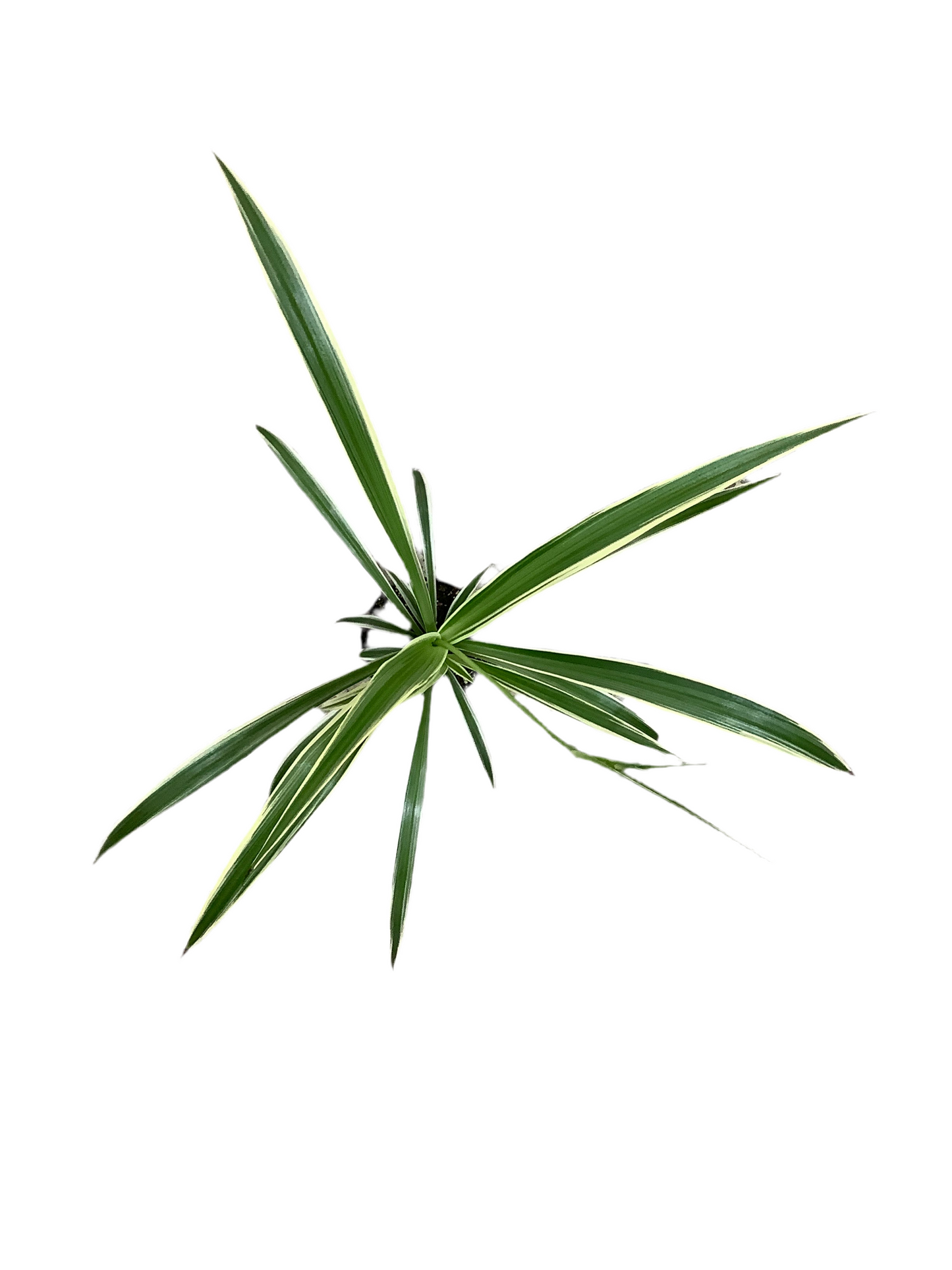 Chlorophytum Comosum Spider Plant