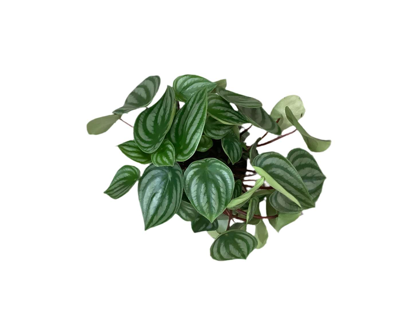 Peperomia ‘Melon Peru’ PBR
