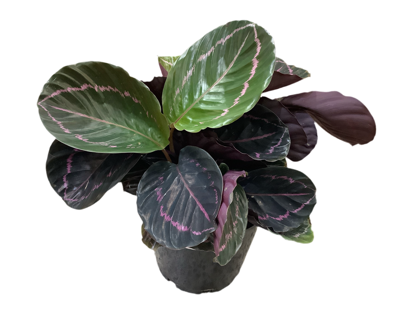 Calathea Dottie