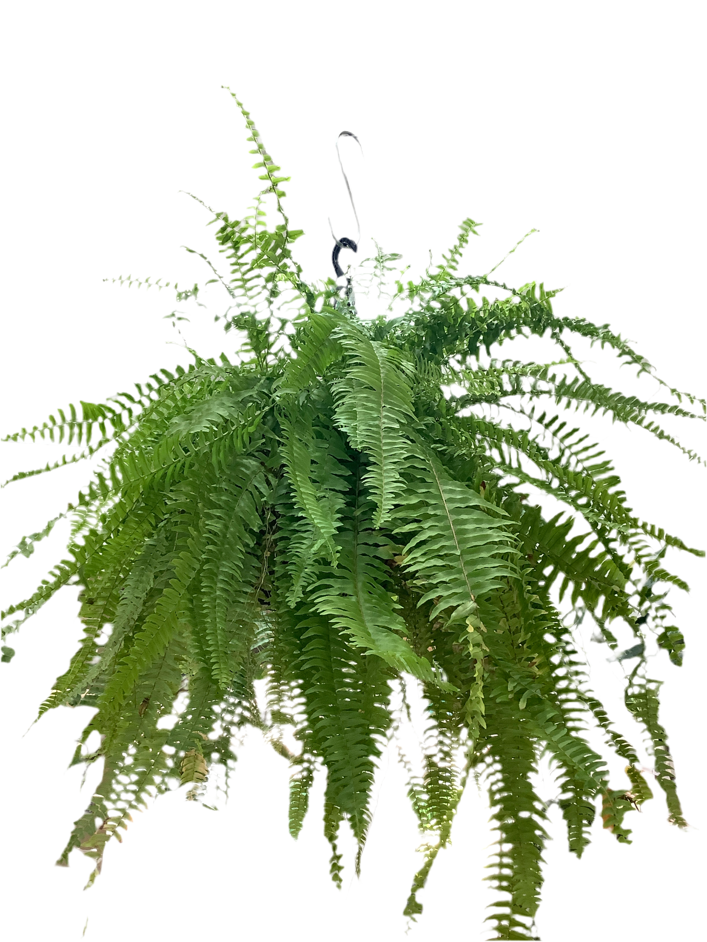 Boston Fern