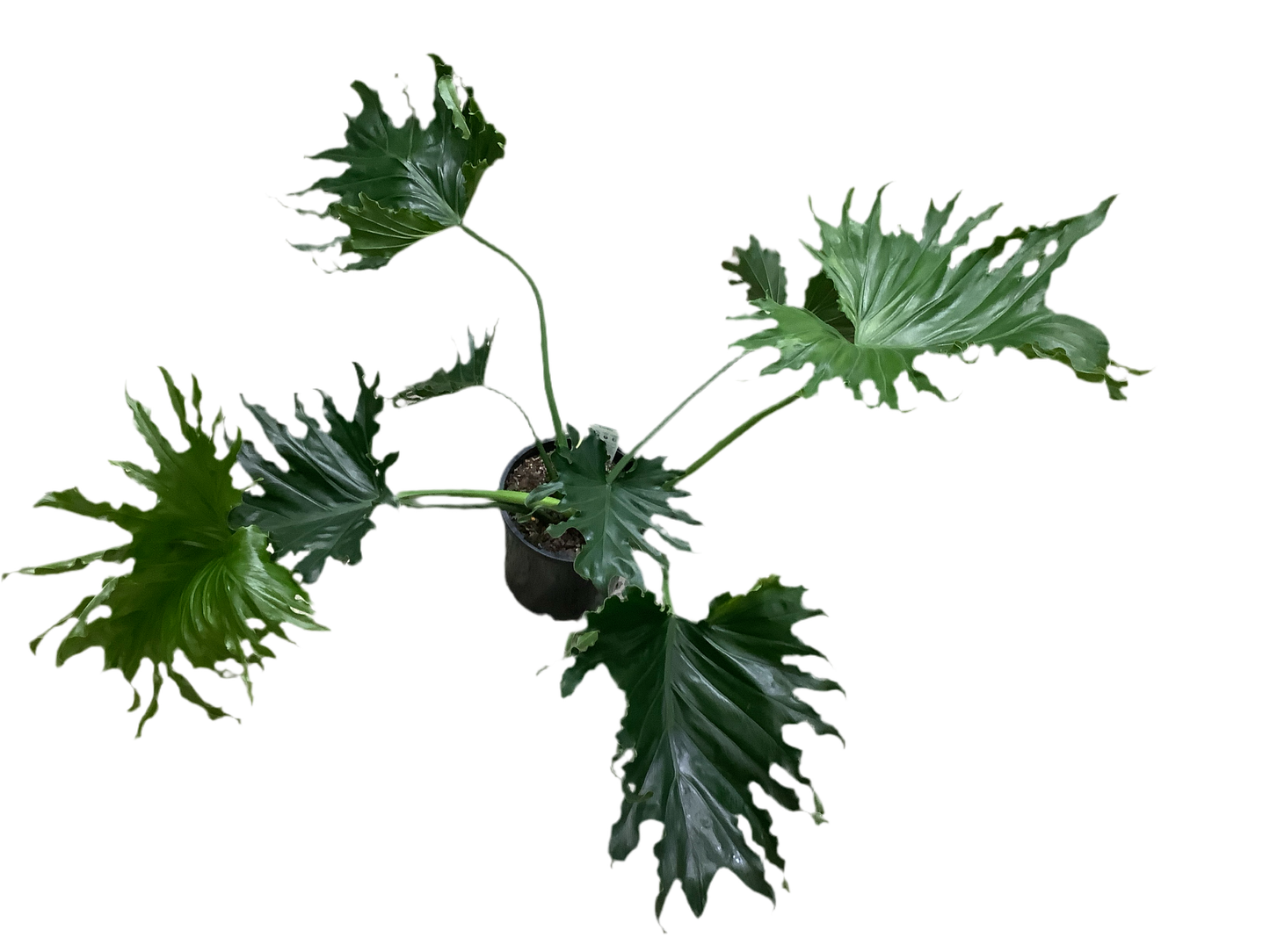 Philodendron Selloum ‘Hope’
