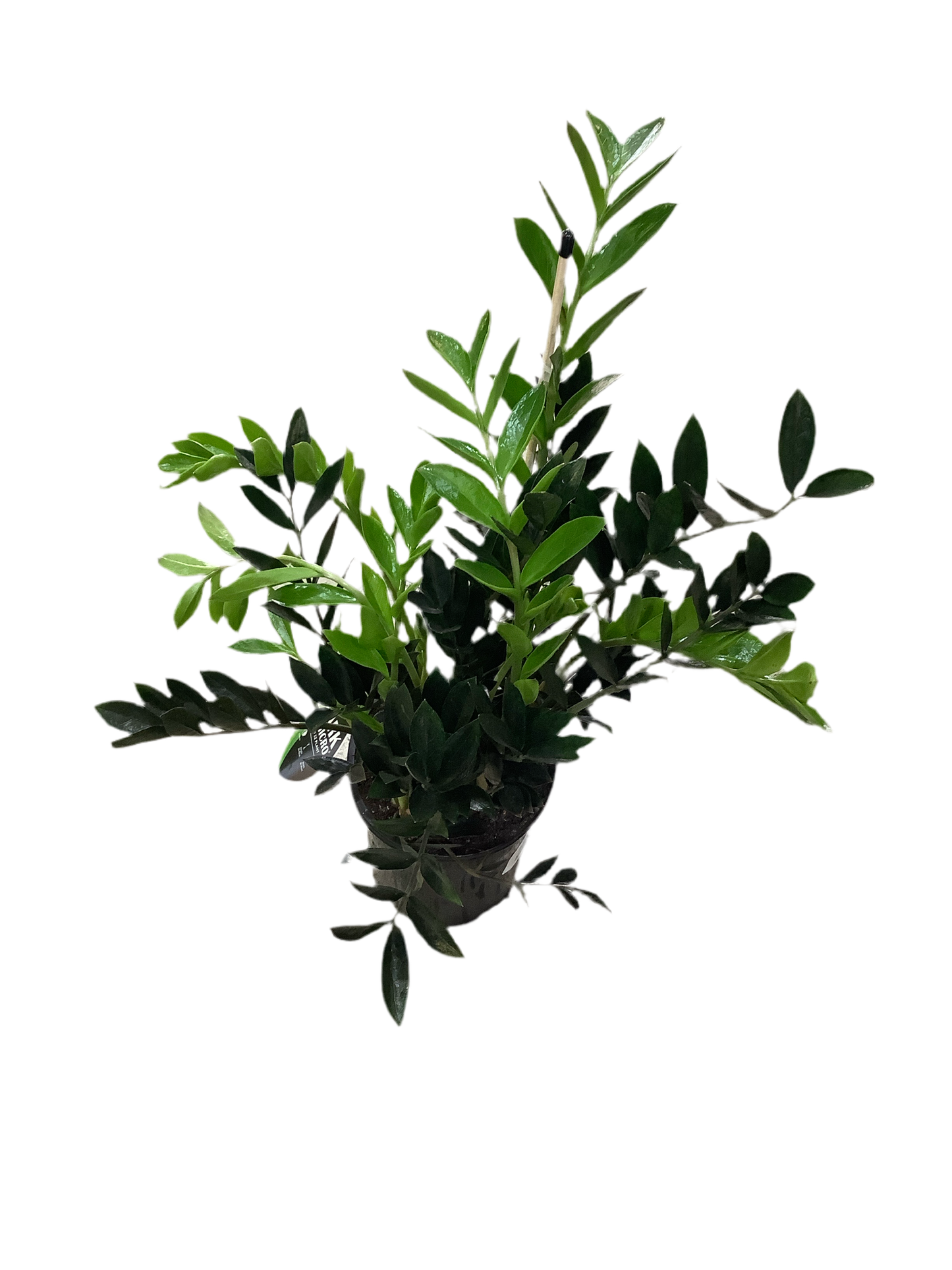 Zamioculcas Zamiifolia 'Zanzibar Gem Raven'