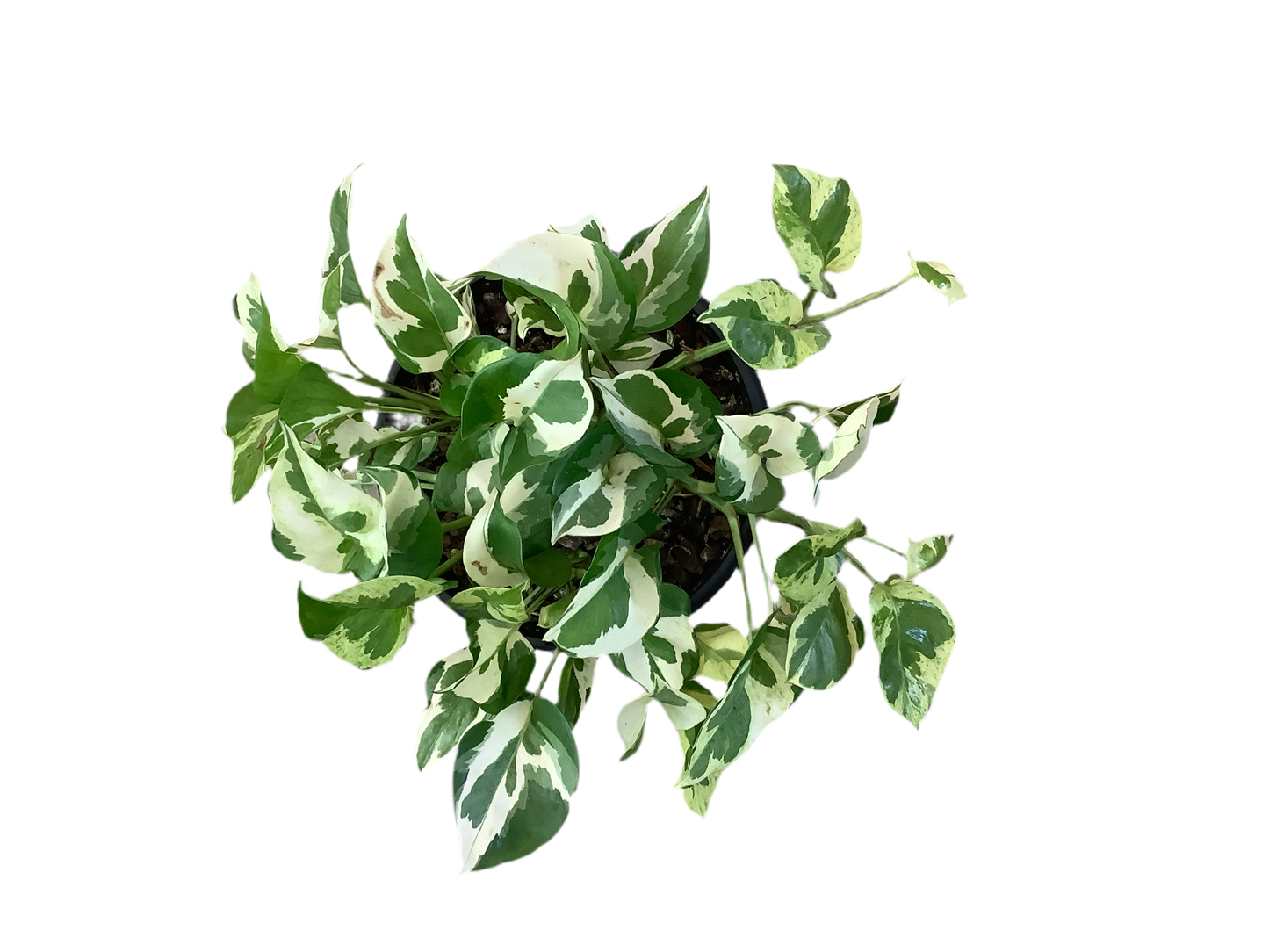 Epipremnum Aureum - Snow Queen