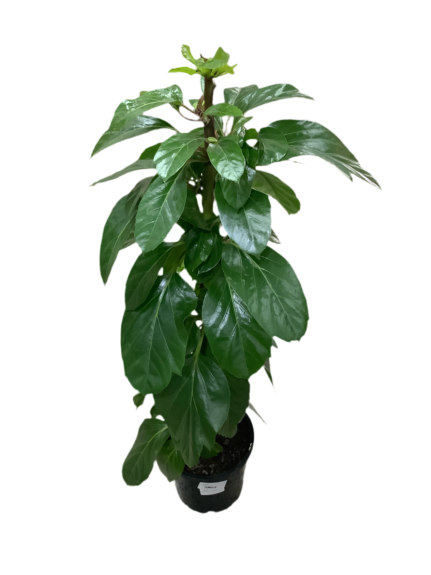Schefflera Amate Alpine