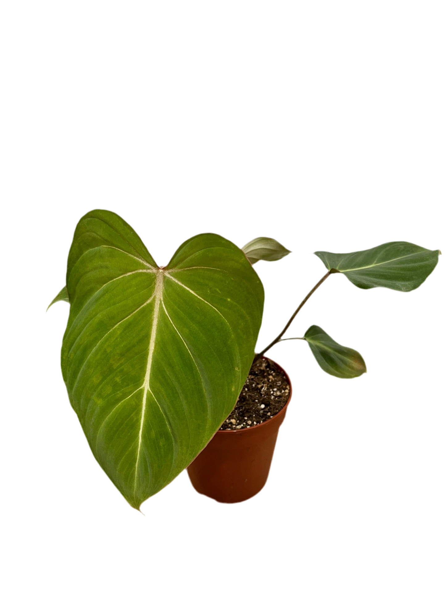 Philodendron ‘Gloriosum’
