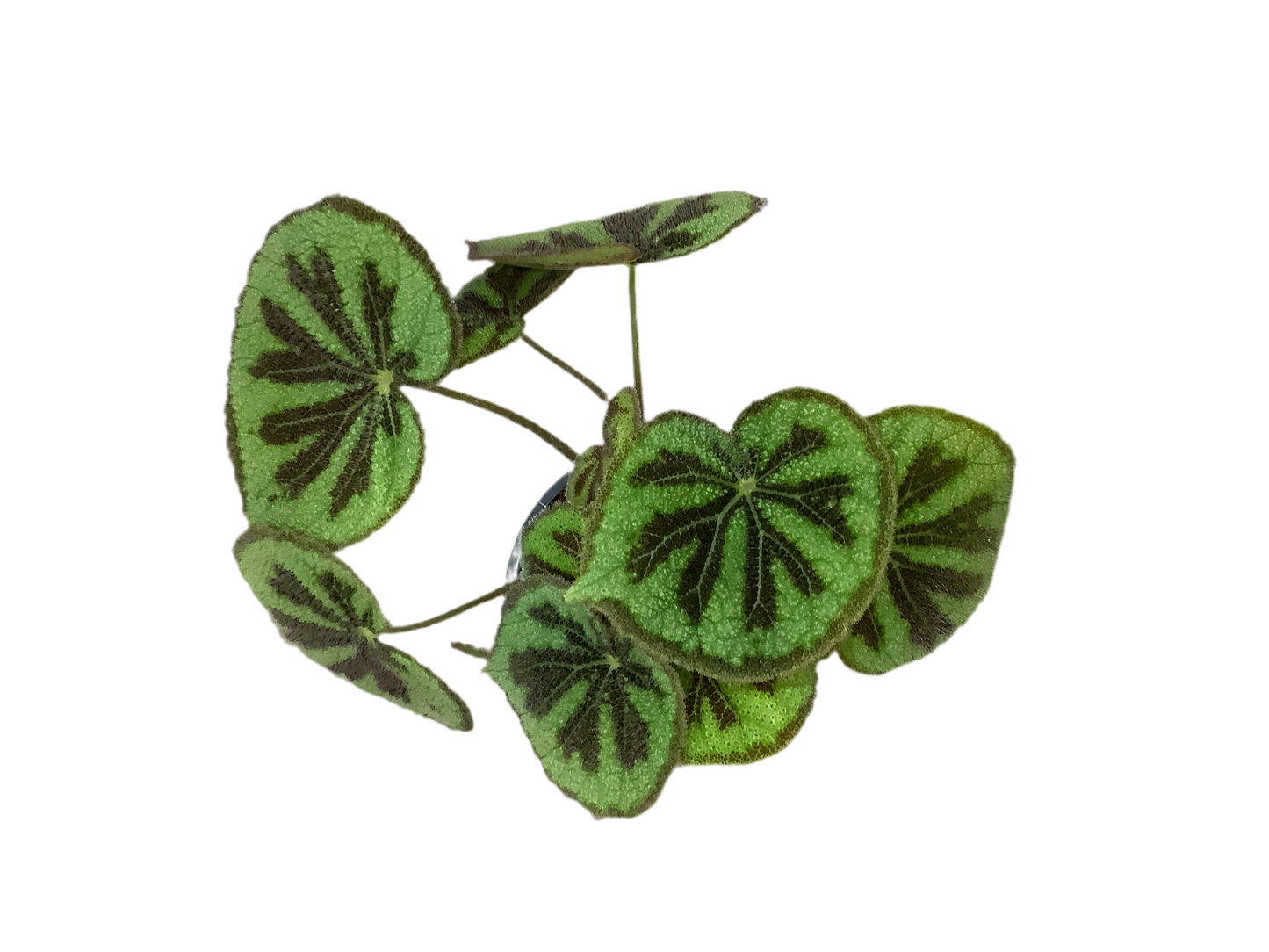 Begonia Masoniana Rock PBR