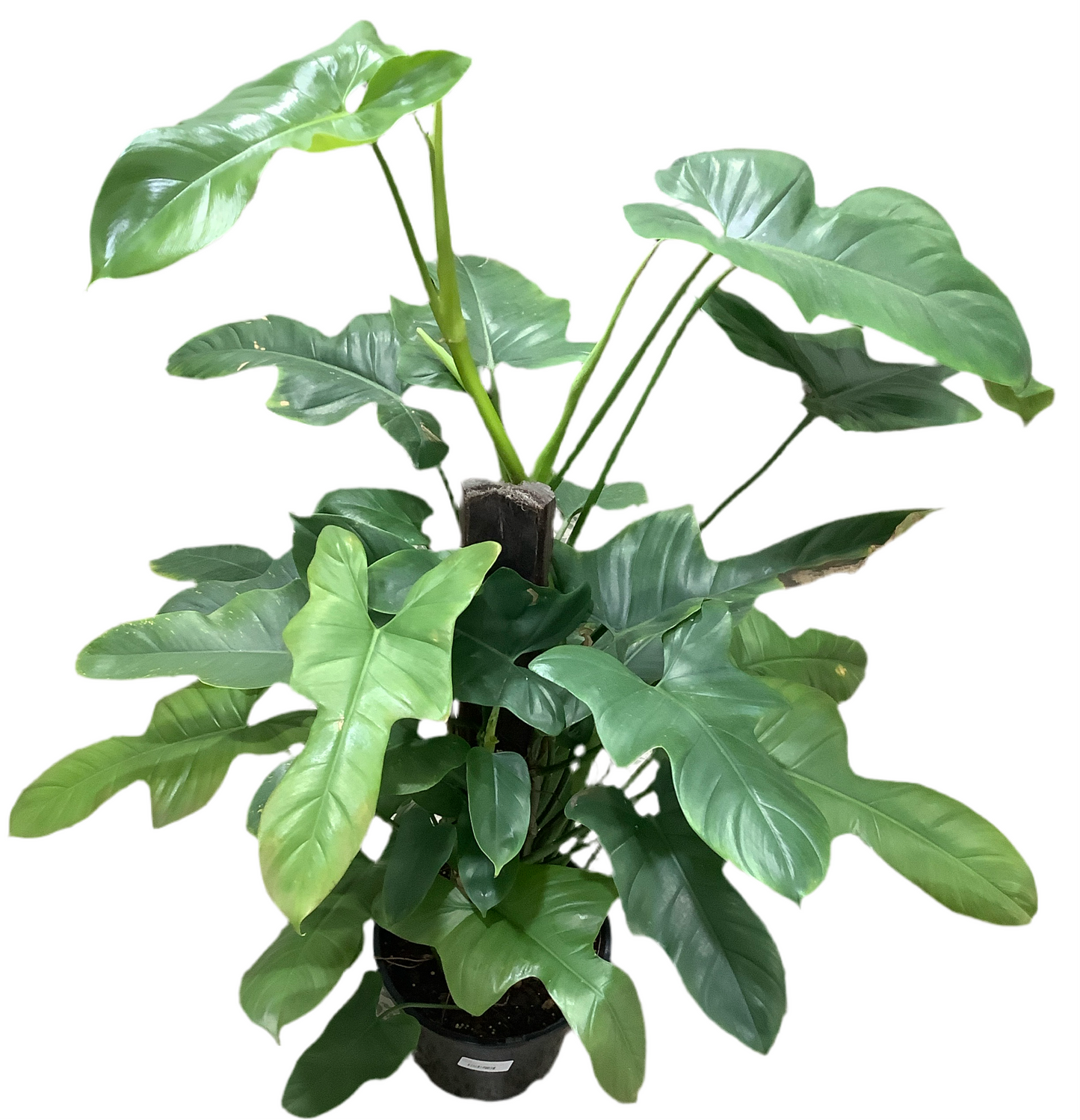 Philodendron Panduriforme ‘Wolfs Head’