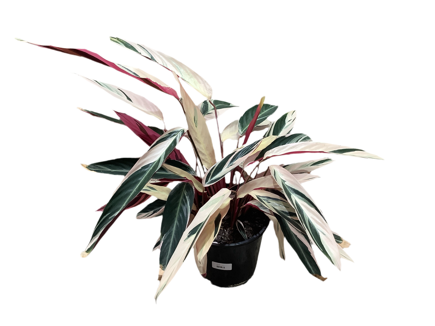 Stromanthe sanguinea 'Tricolour'