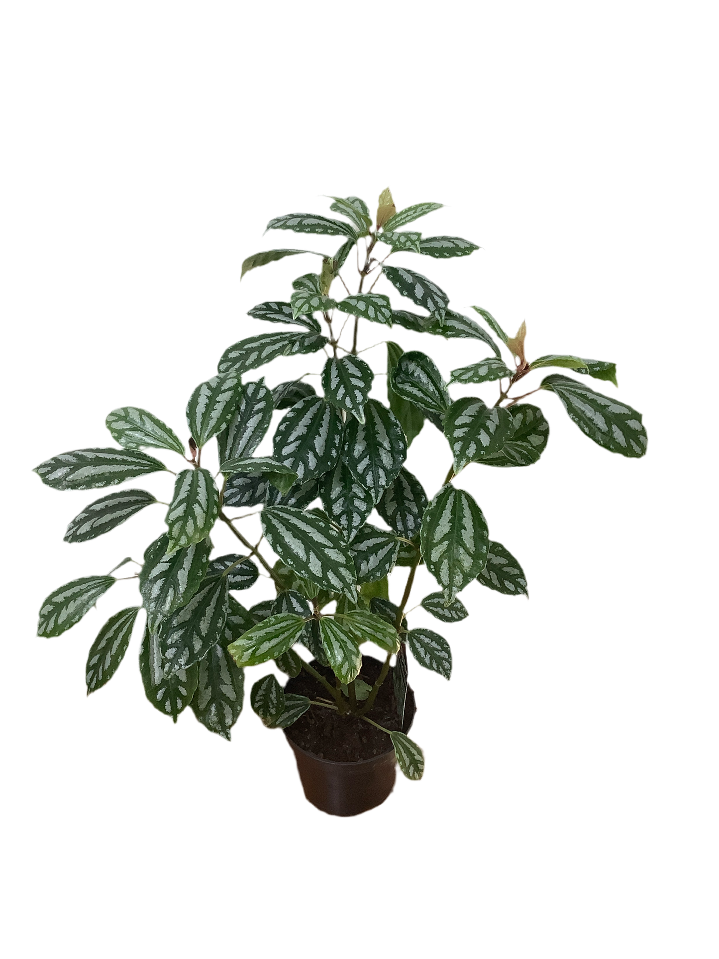 Pilea Cadierei ‘Aluminum Plant’