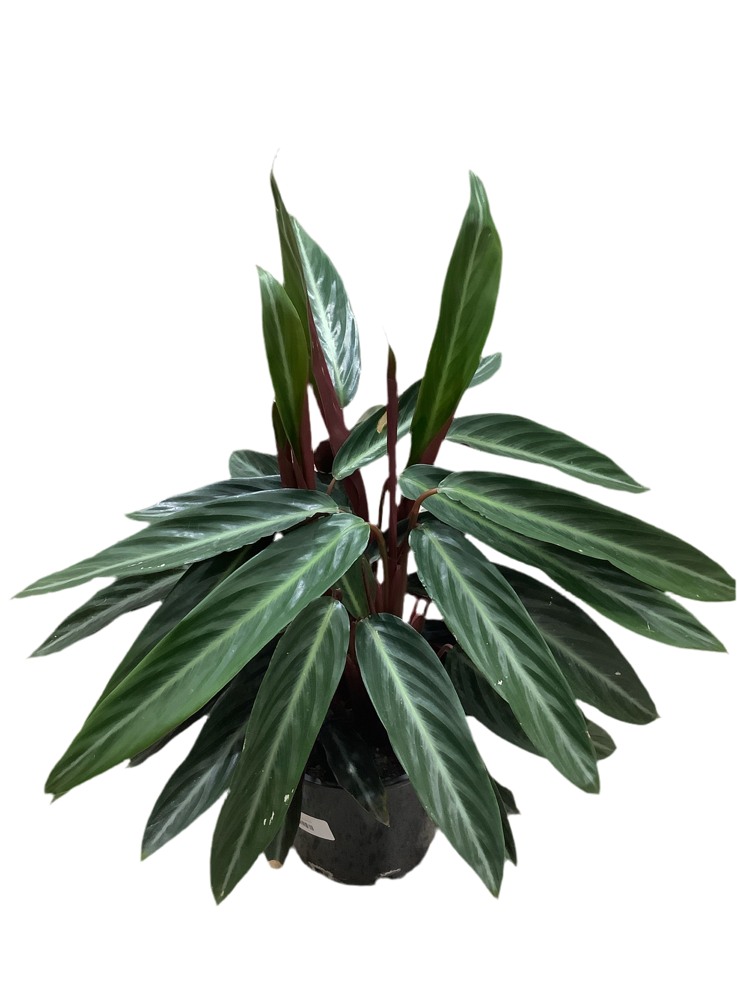 Stromanthe Sanguinea