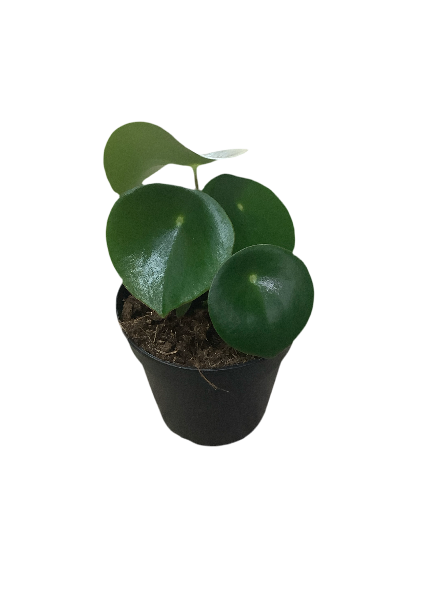 Peperomia Polybotrya ‘Raindrop’