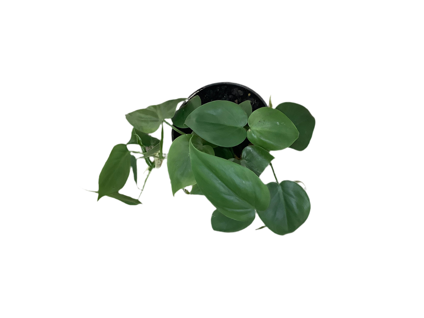 Philodendron Cordatum ‘Heart Leaf’