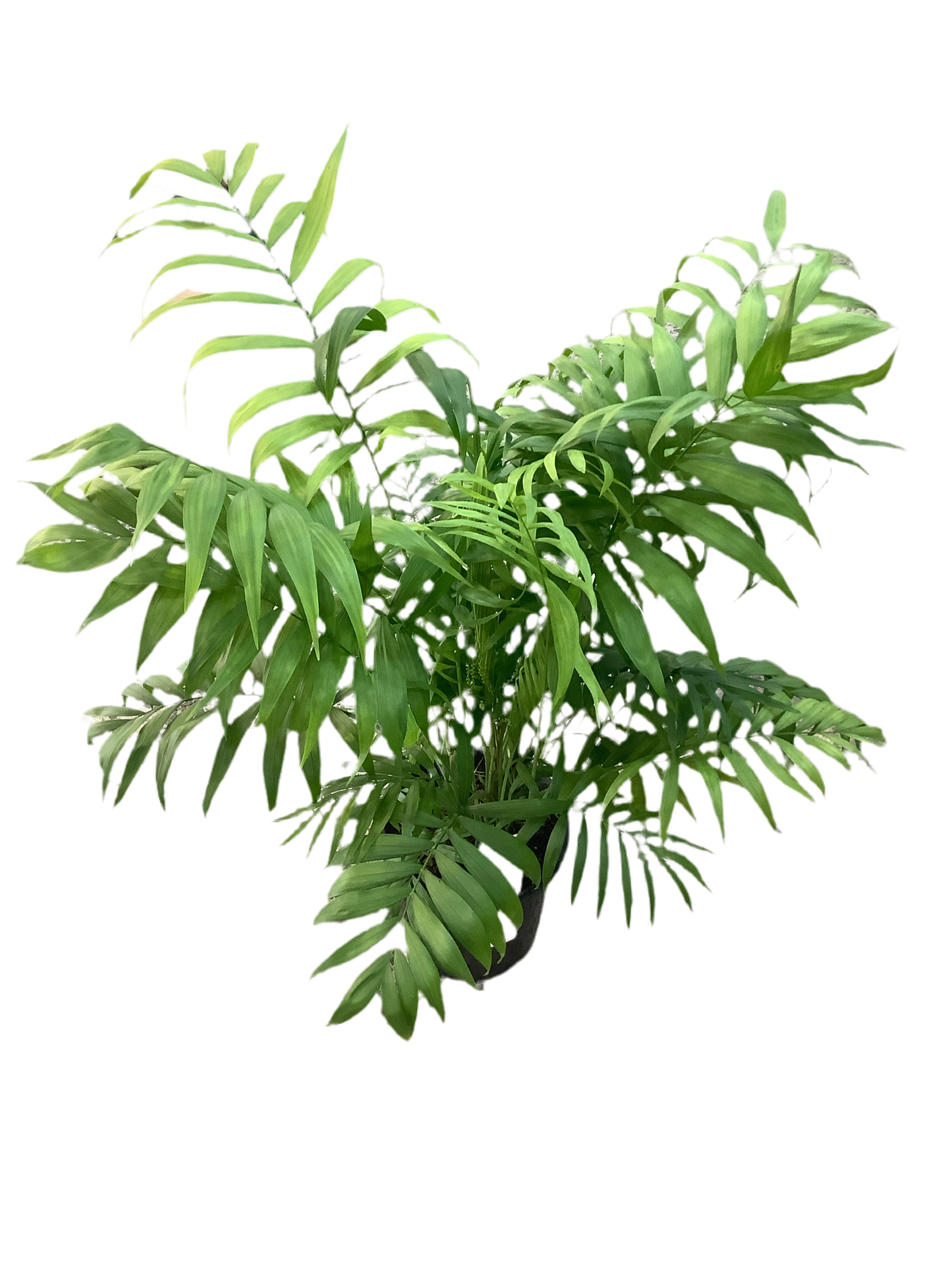Parlour Palm