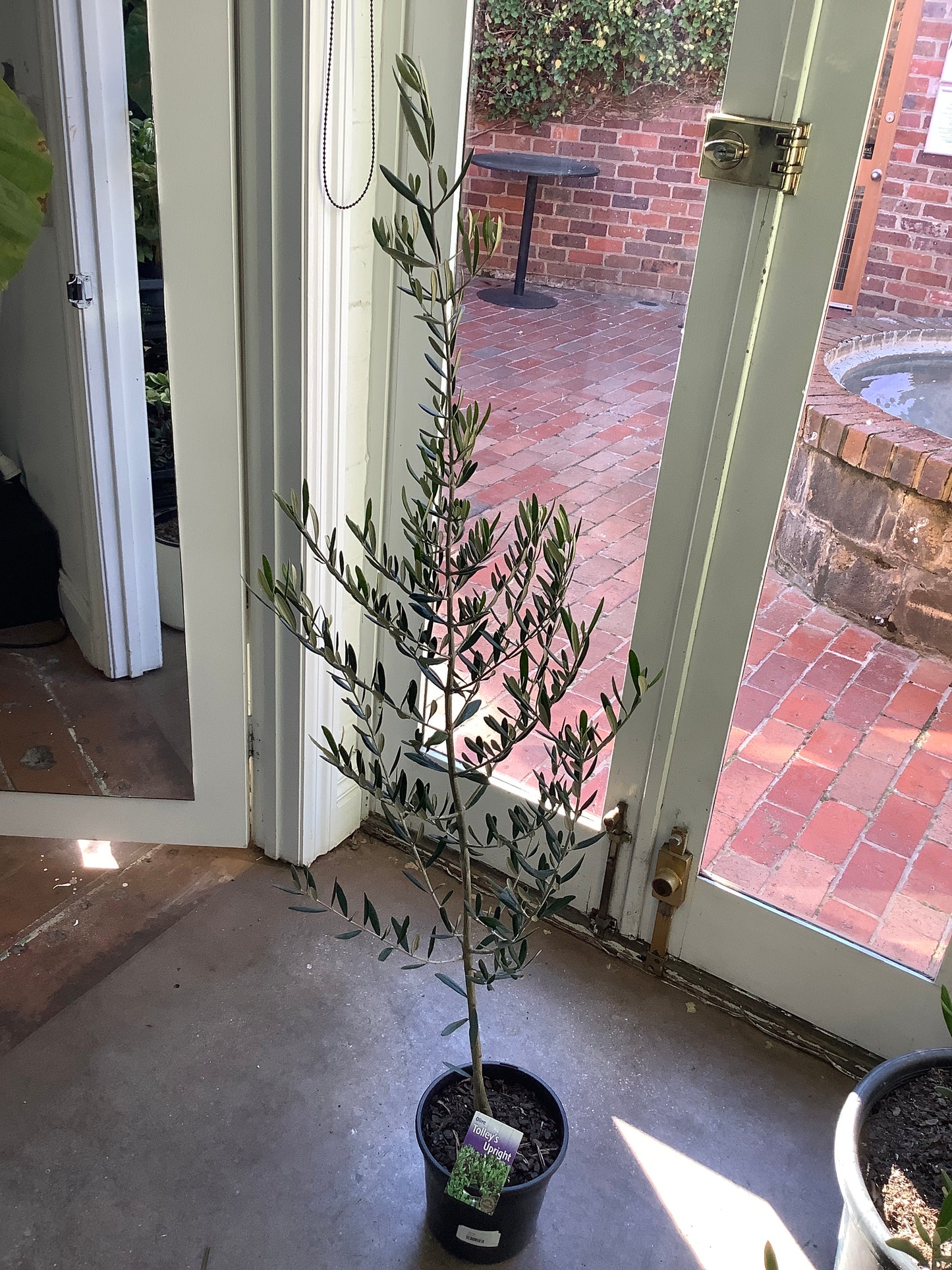 Olea europaea Olive Tree
