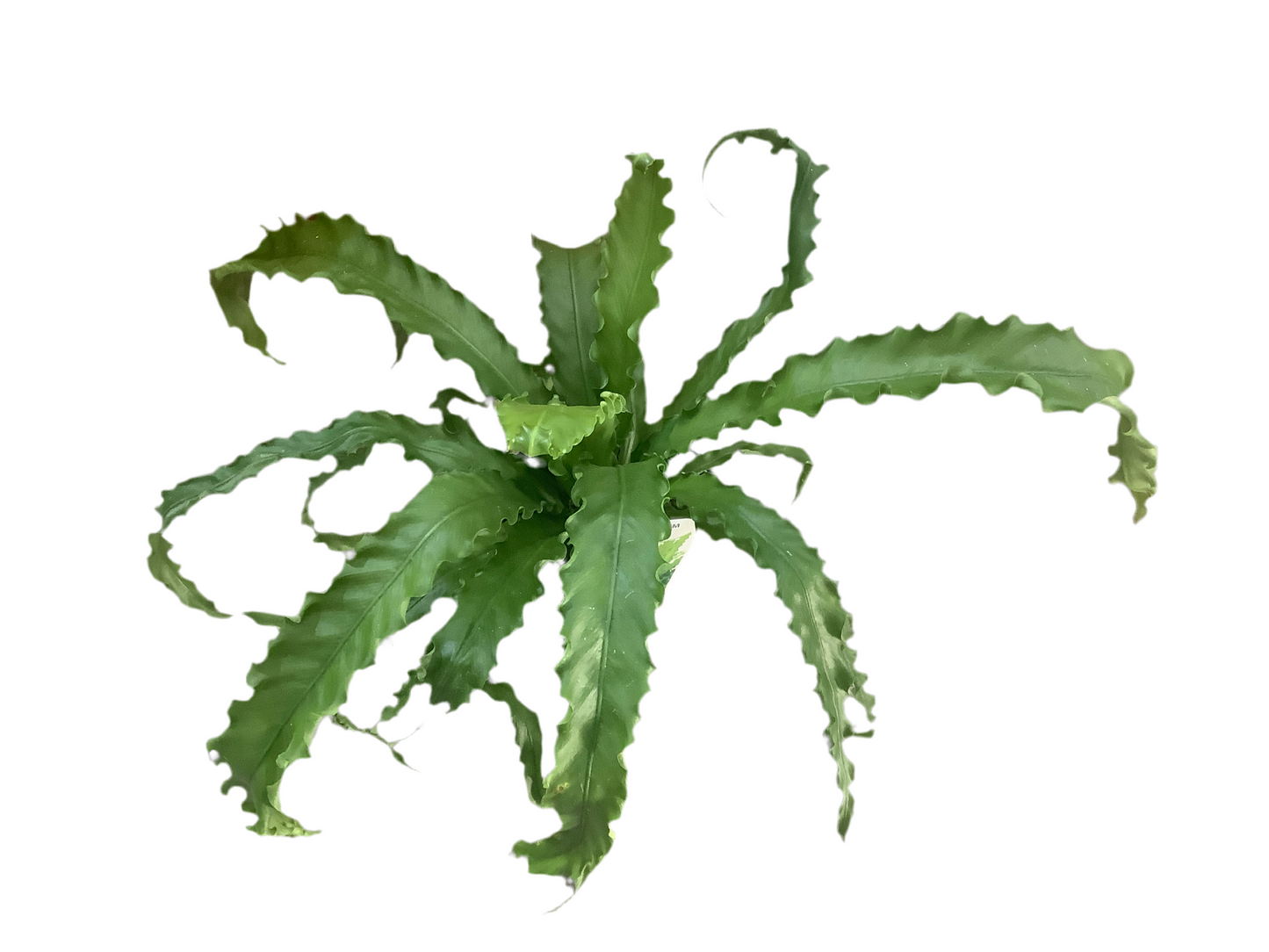 Birds Nest Fern