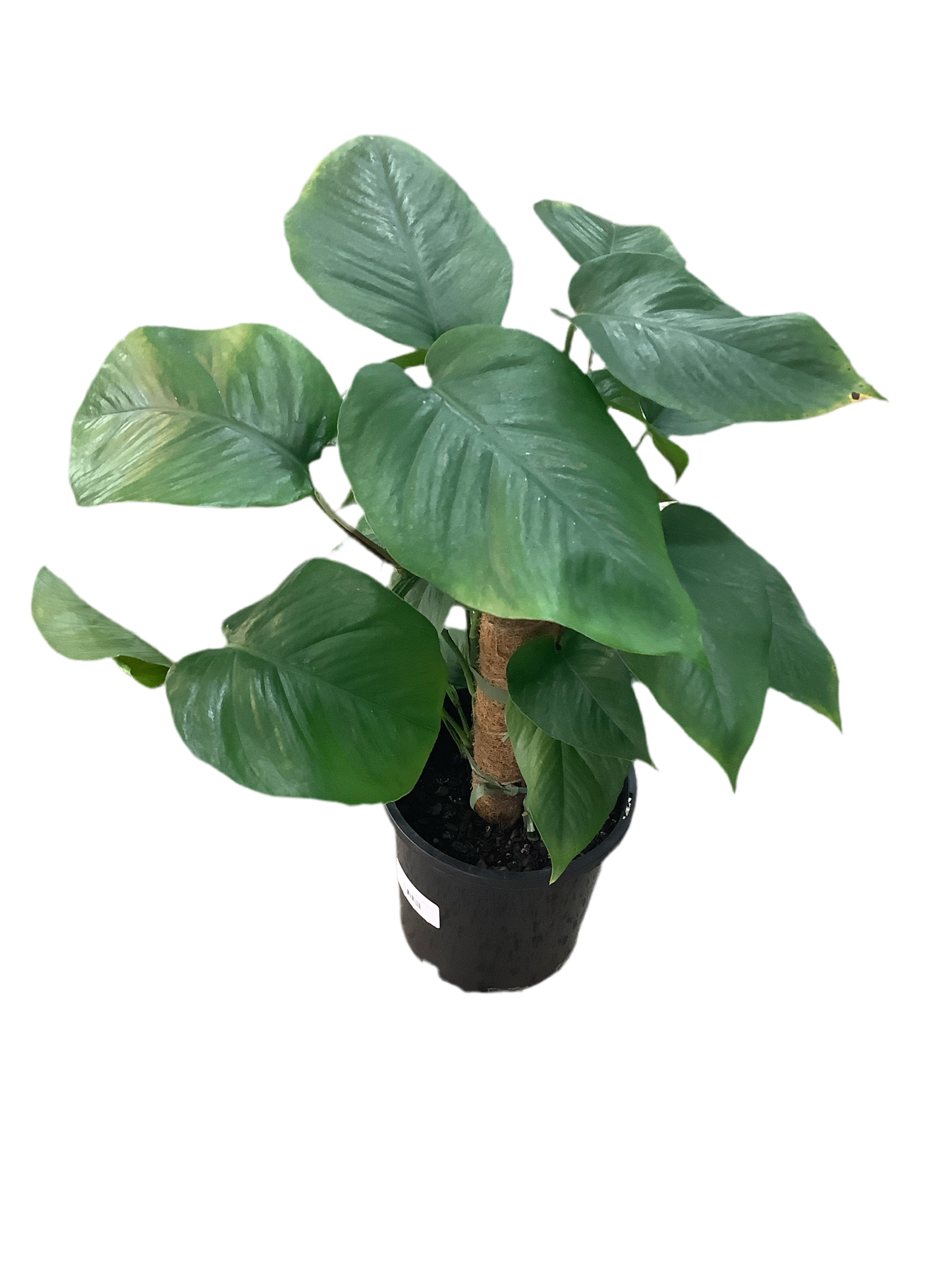 Epipremnum Aureum - Devils Ivy Totem