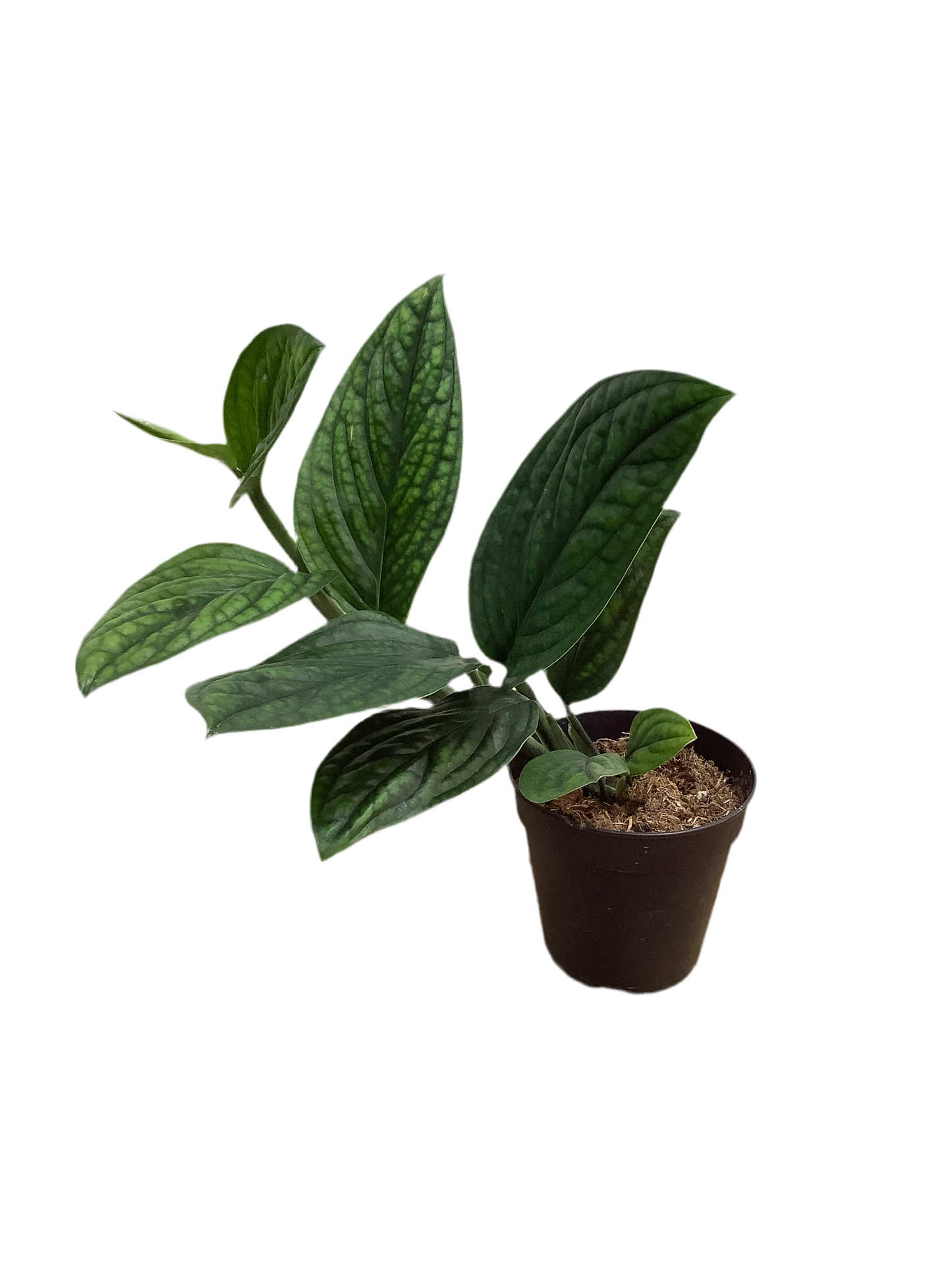 Monstera Karstenianum