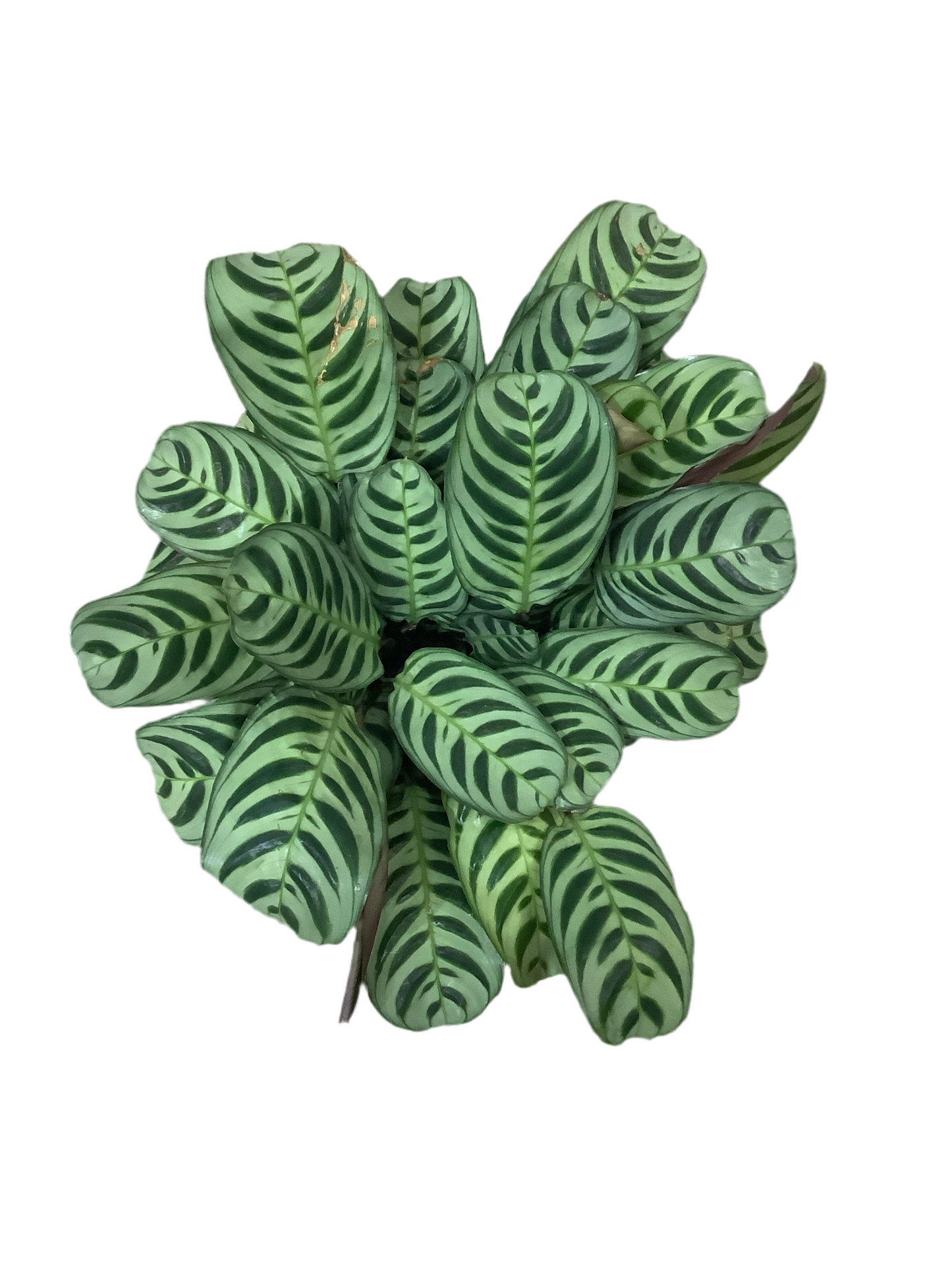 Ctenanthe Burle Marxii