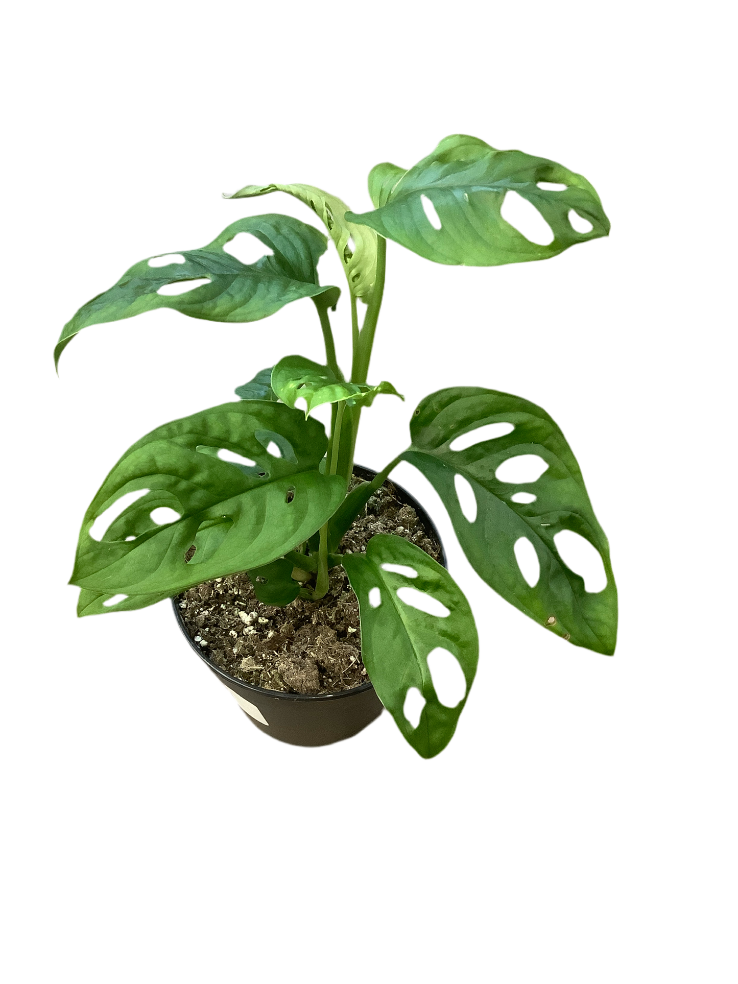 Monstera Adansonii 'Monkey Mask'