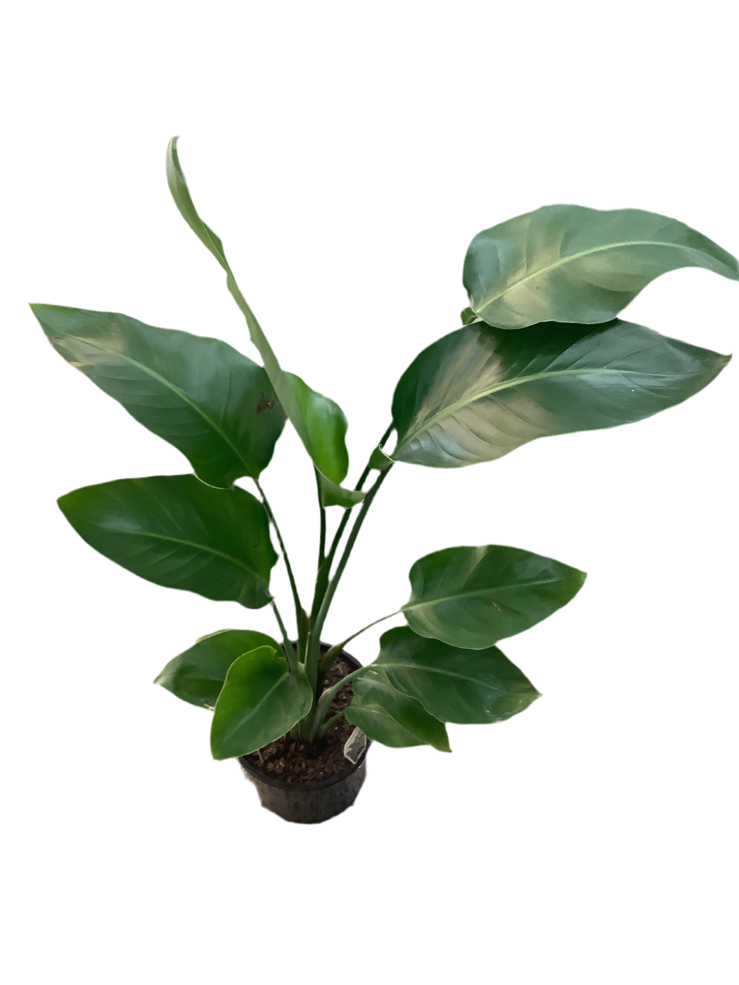 Assorted Strelitzia Nicolai - Bird of Paradise