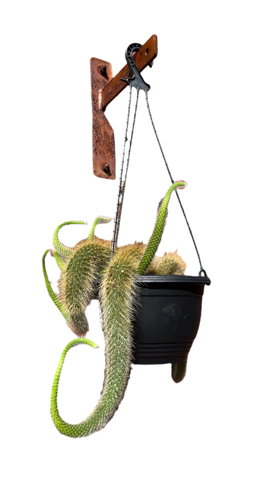 Hildewintera Colademononis Monkey Tail