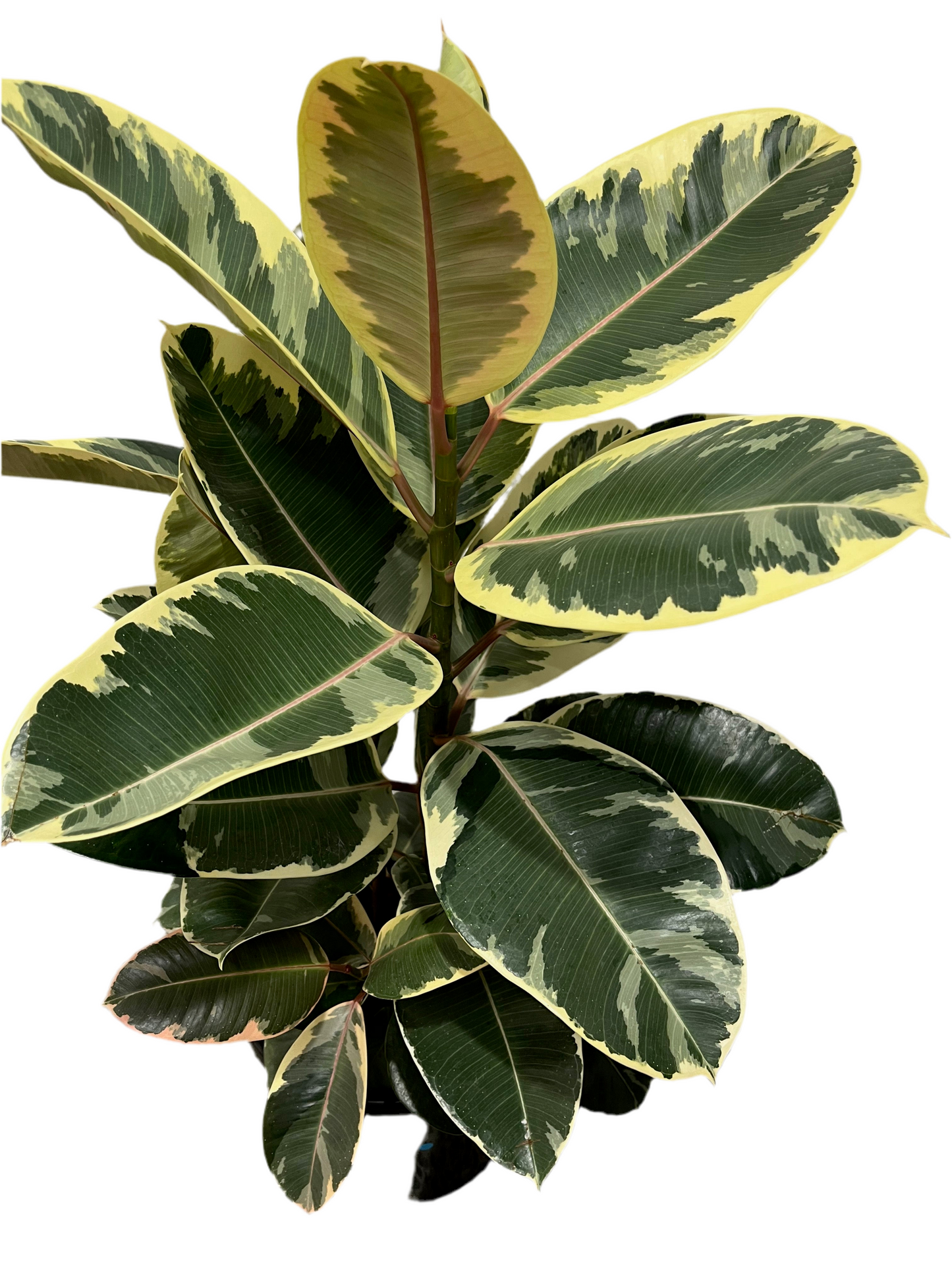 Ficus Elastica Rubber Tree ‘Tineke’