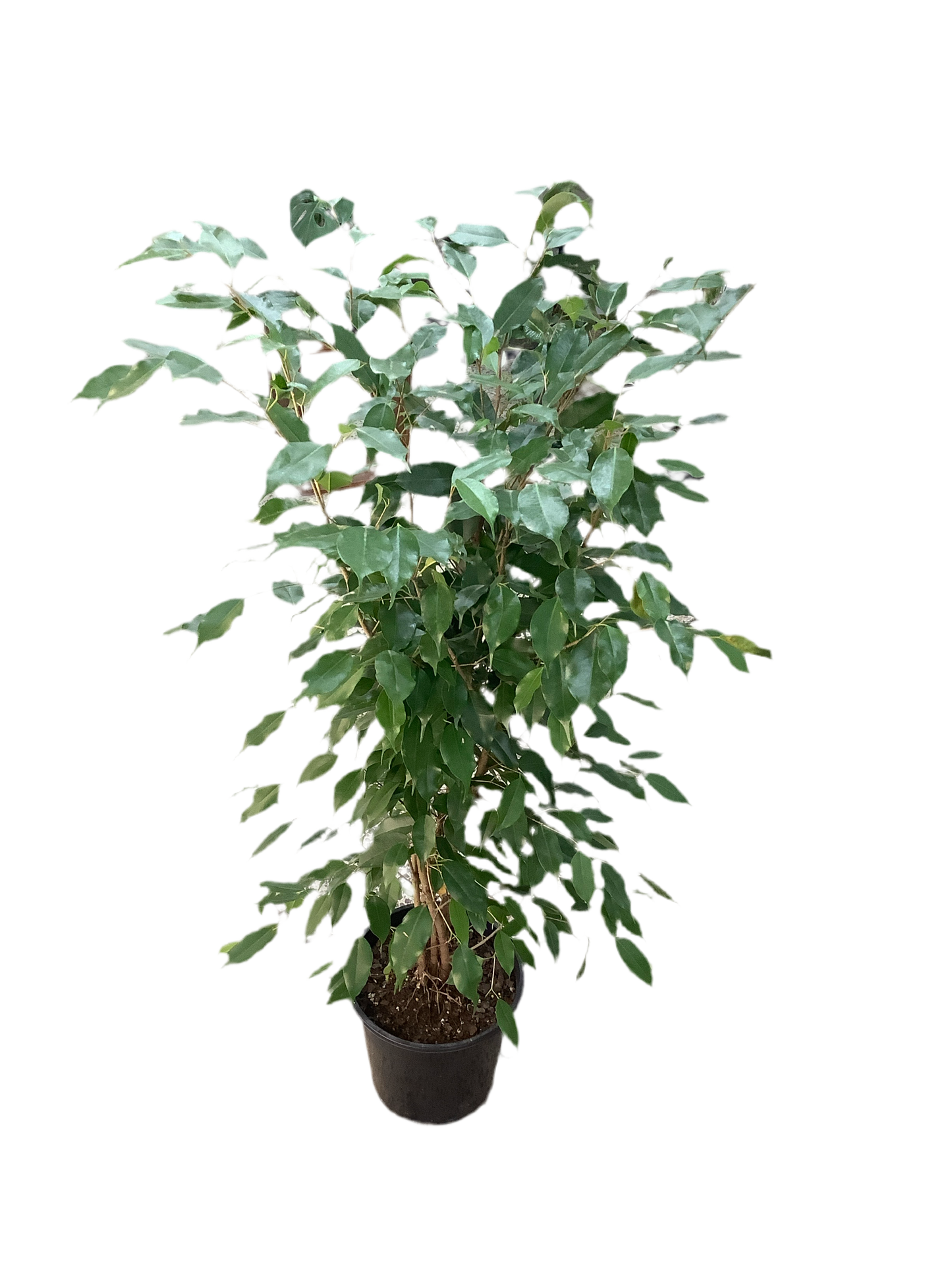 Ficus Benjamina - Weeping Fig