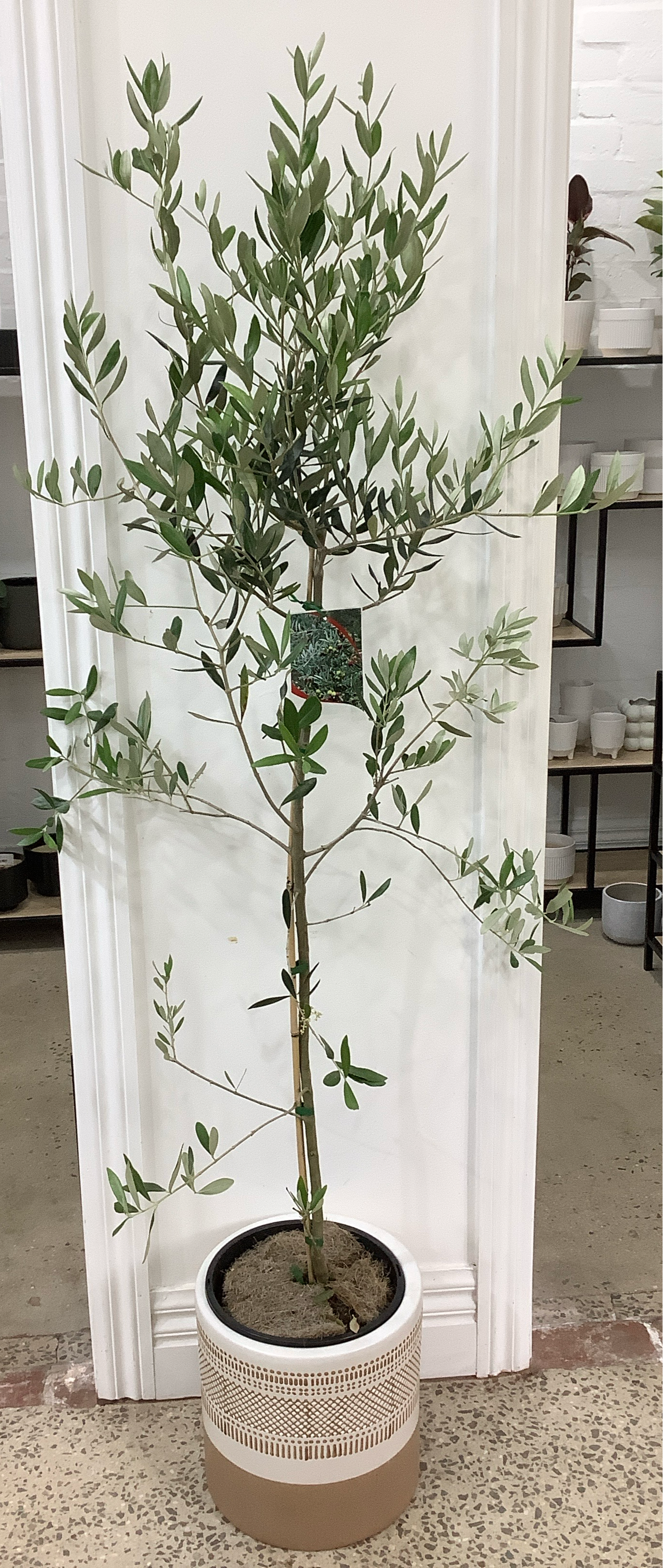 Olea europaea Olive Tree