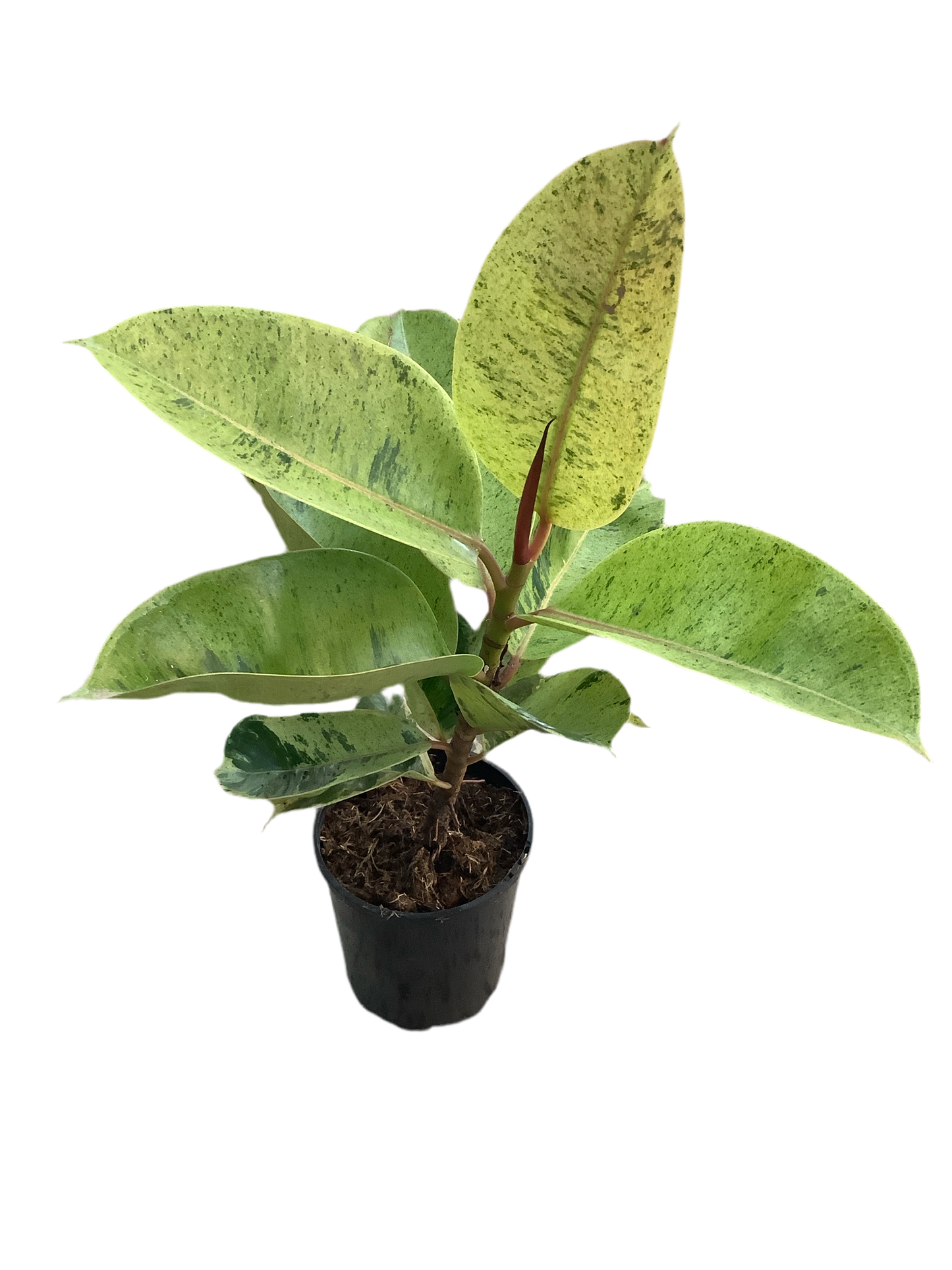 Ficus Elastica Rubber Tree ‘Shivereana'