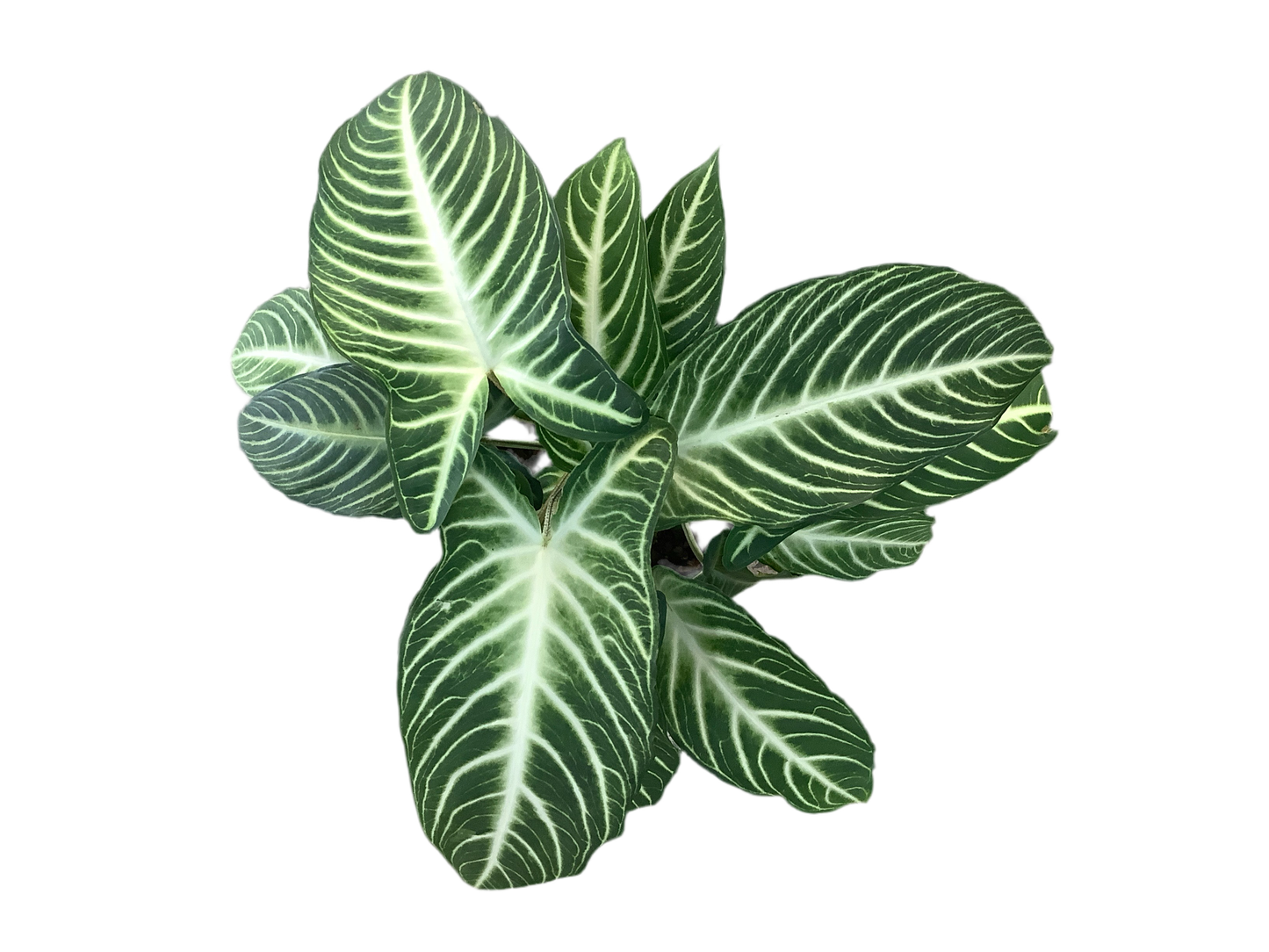 Caladium Xanthosma Lindenii