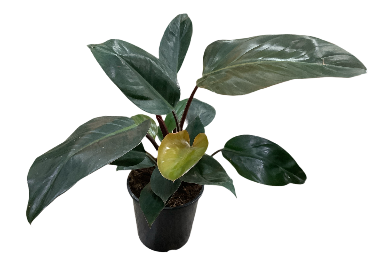 Philodendron ‘Rojo Congo’