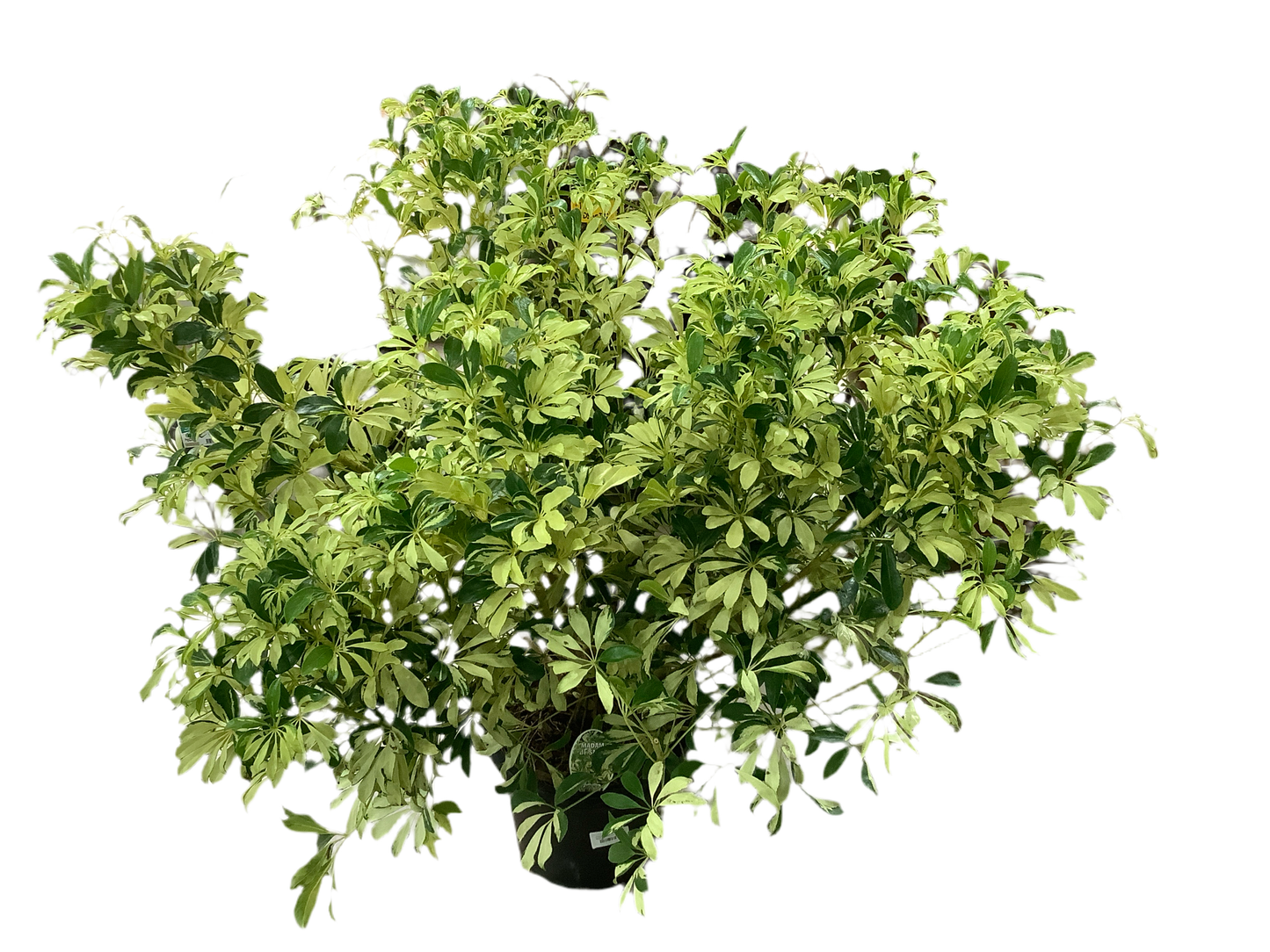 Variegated Schefflera Arboricola Umbrella Tree