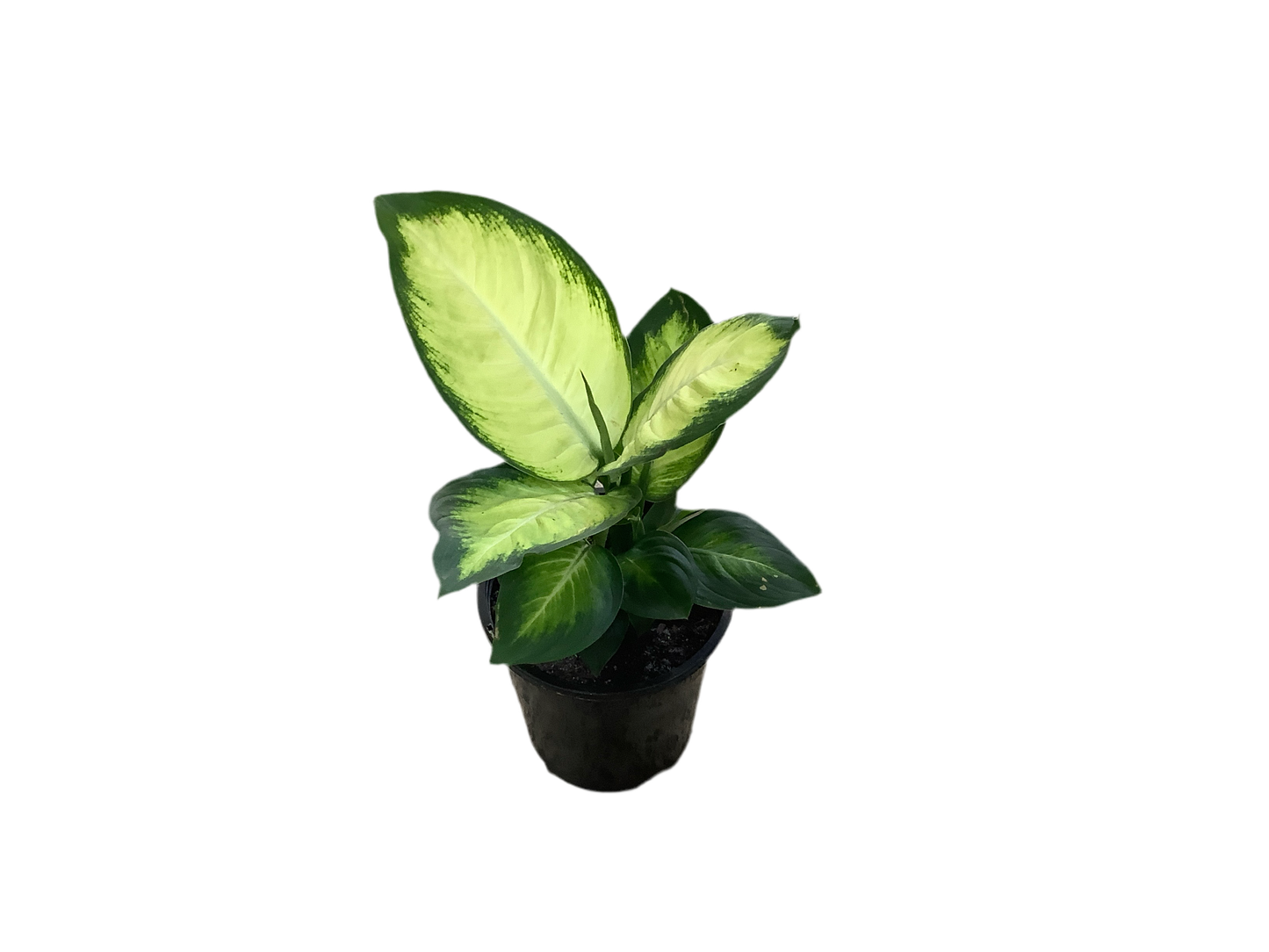 Dieffenbachia ‘Tropic Marianne’