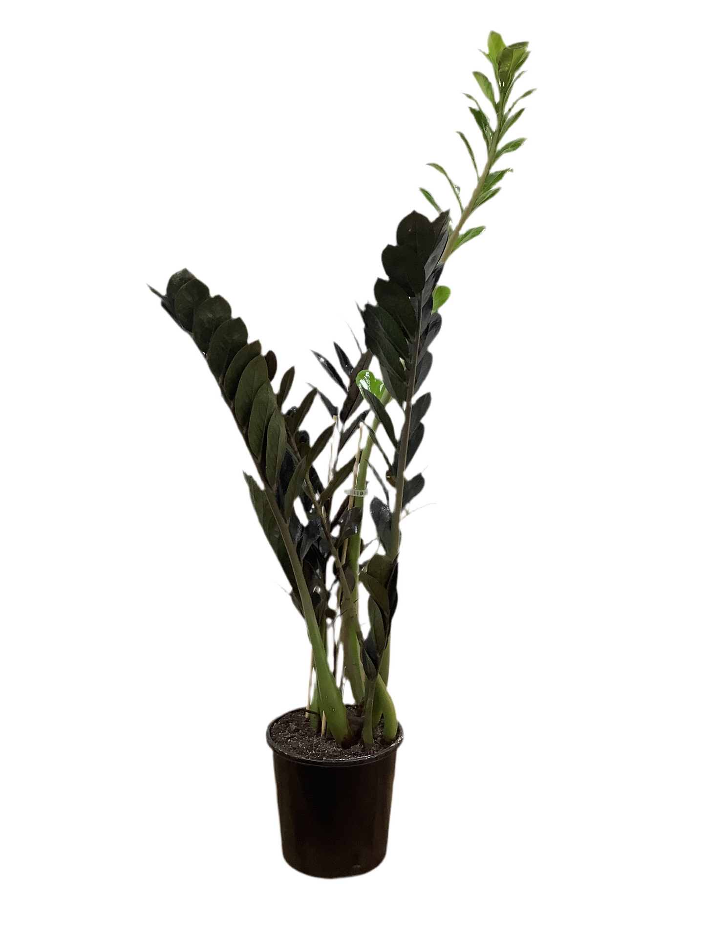 Zamioculcas Zamiifolia 'Zanzibar Gem Raven'