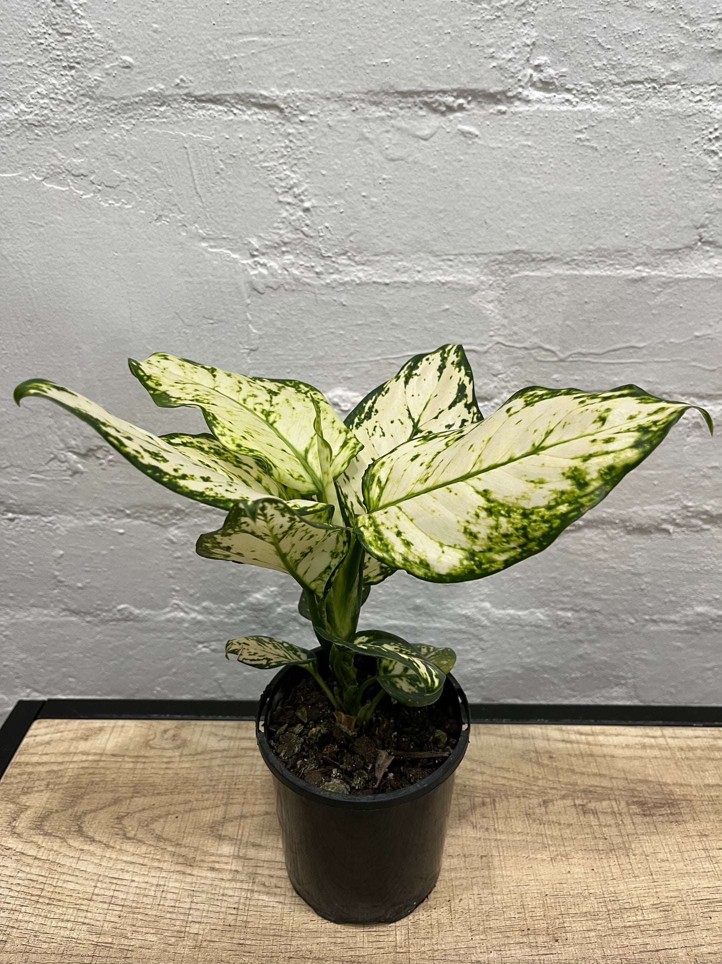 Assorted Aglaonema