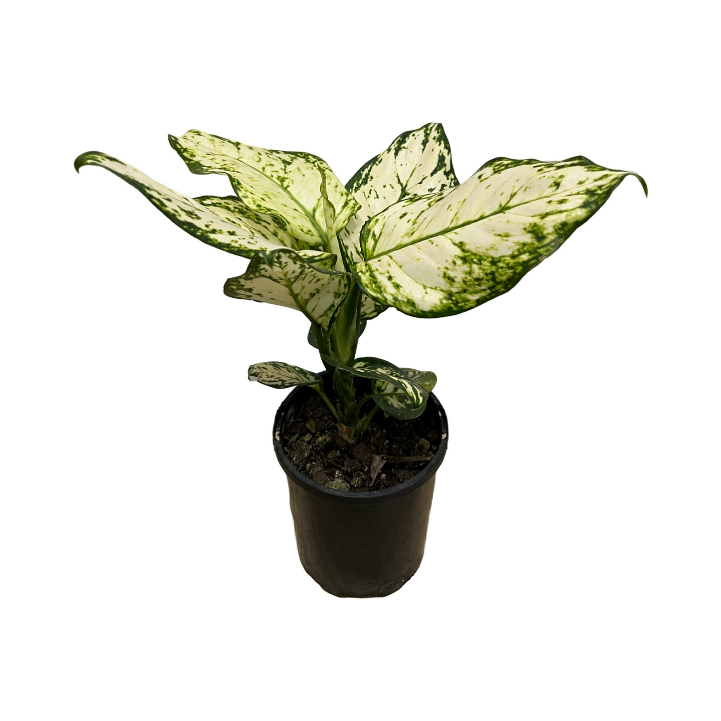 Assorted Aglaonema