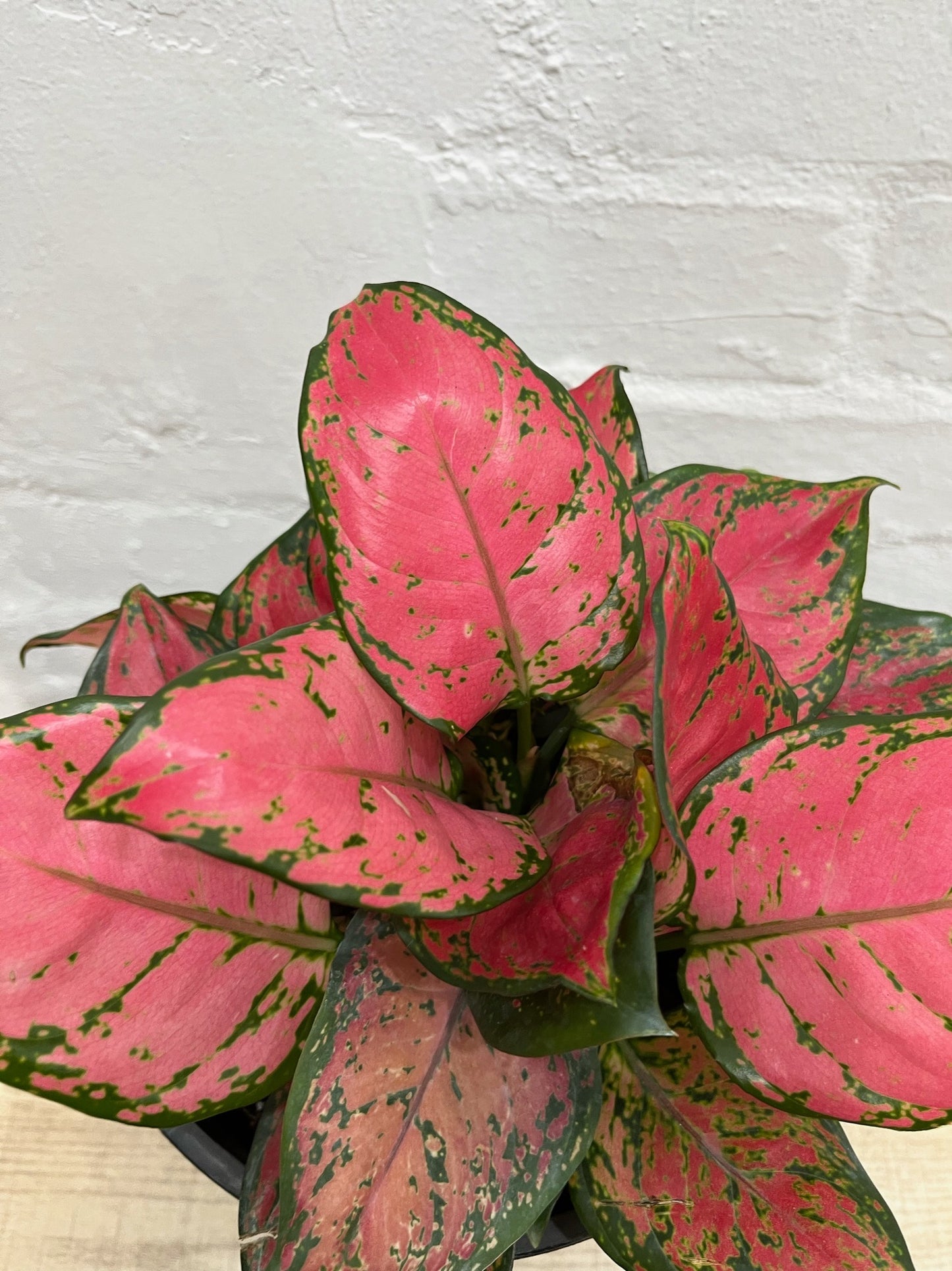 Assorted Aglaonema