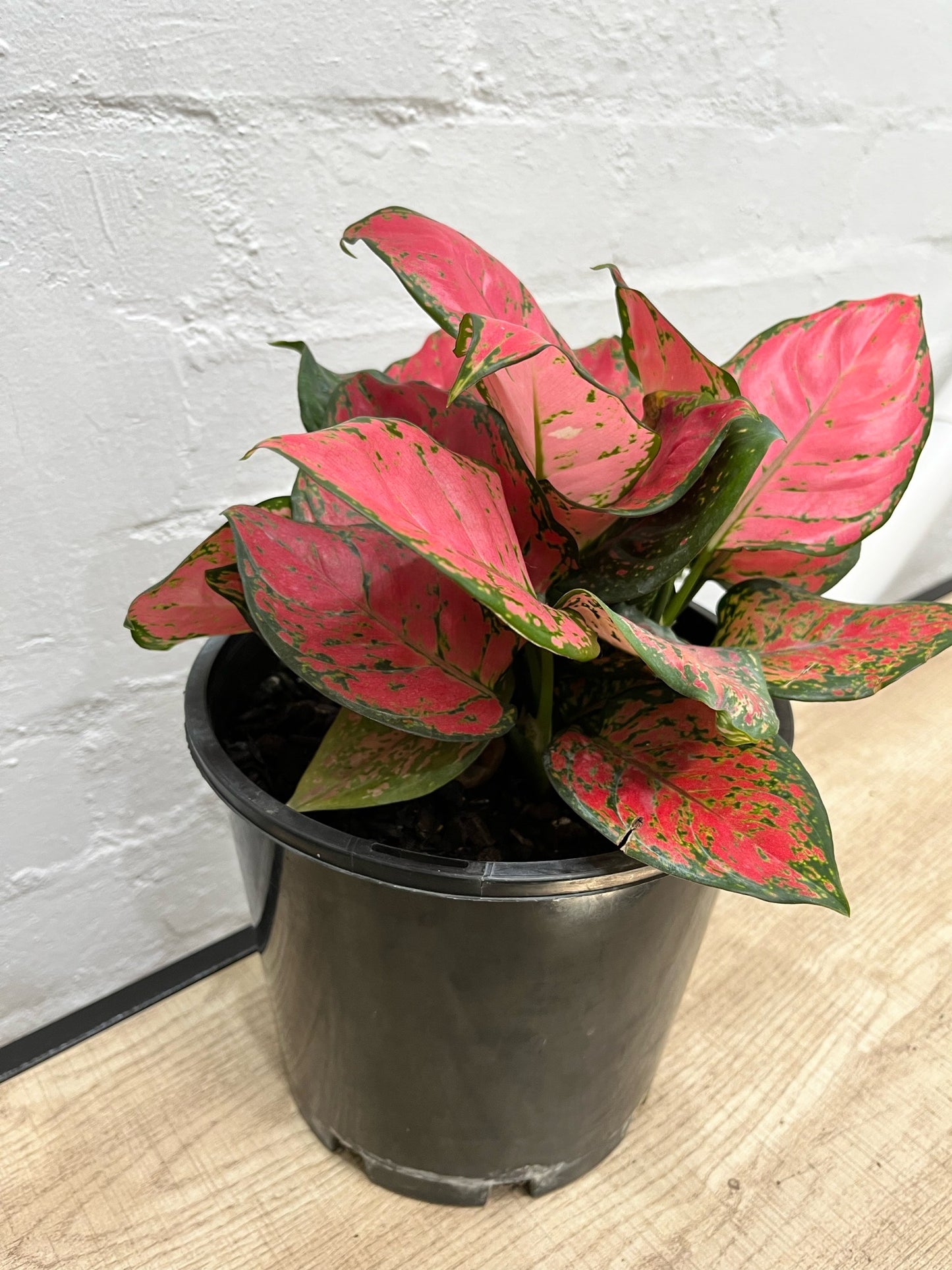 Assorted Aglaonema