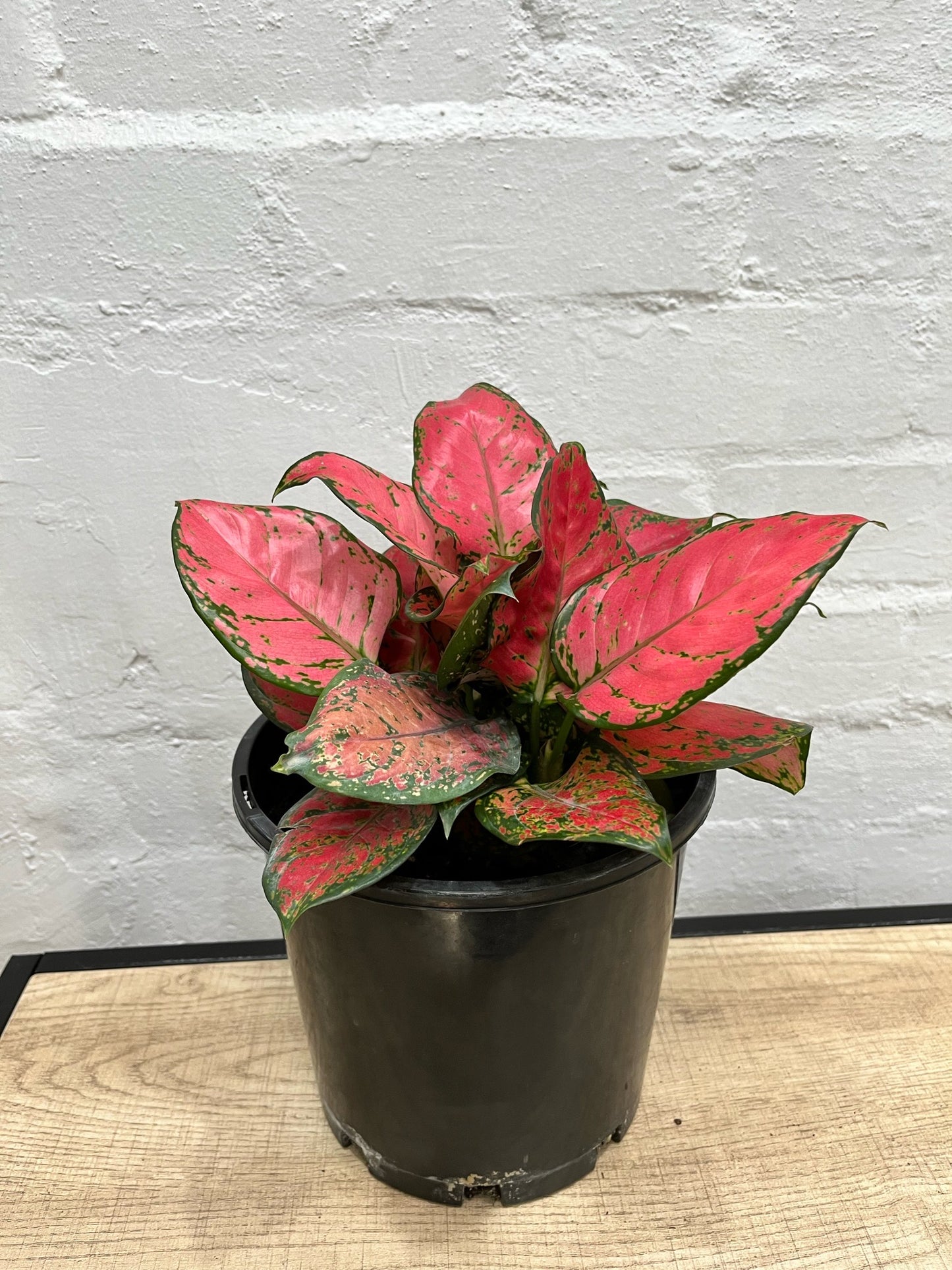 Assorted Aglaonema