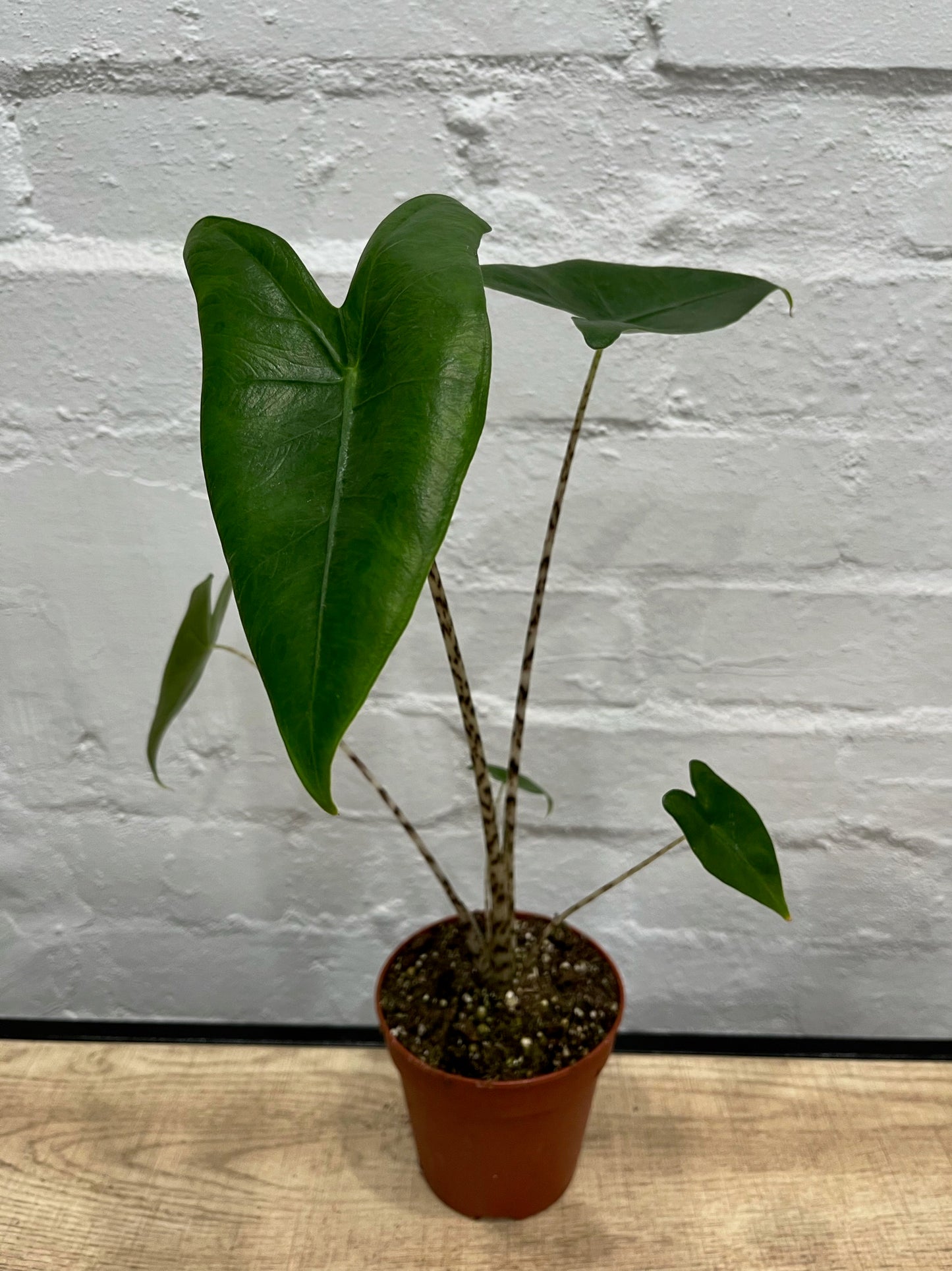 Alocasia 'Zebrina'