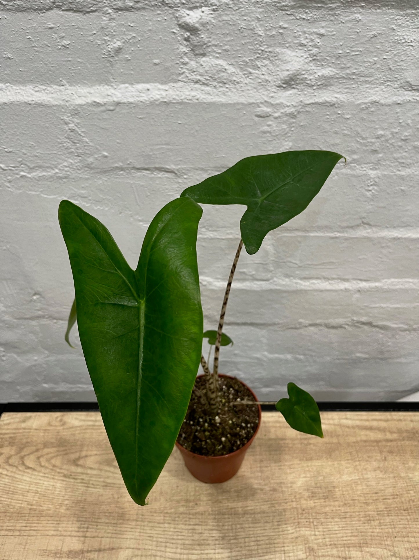 Alocasia 'Zebrina'