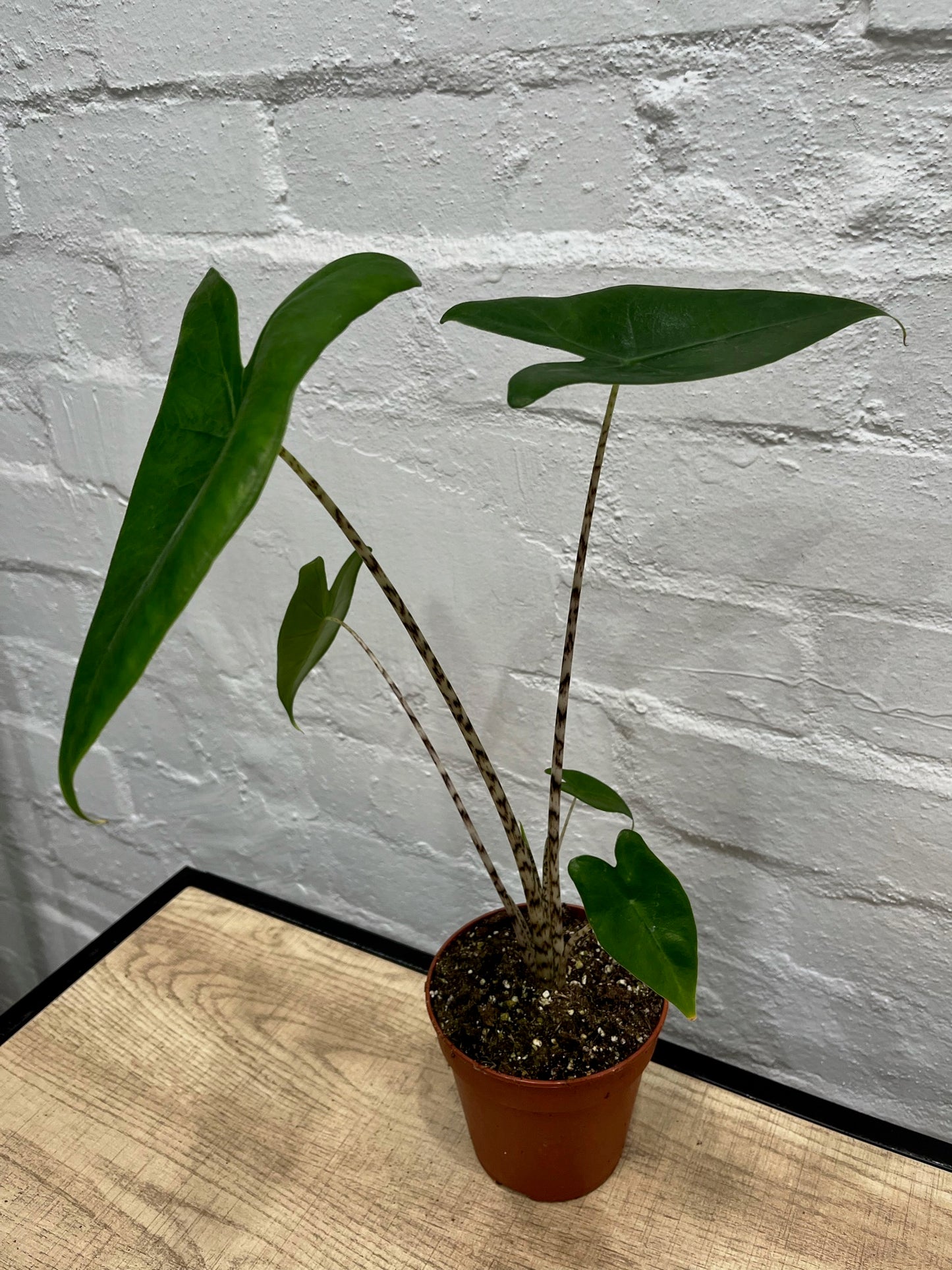 Alocasia 'Zebrina'