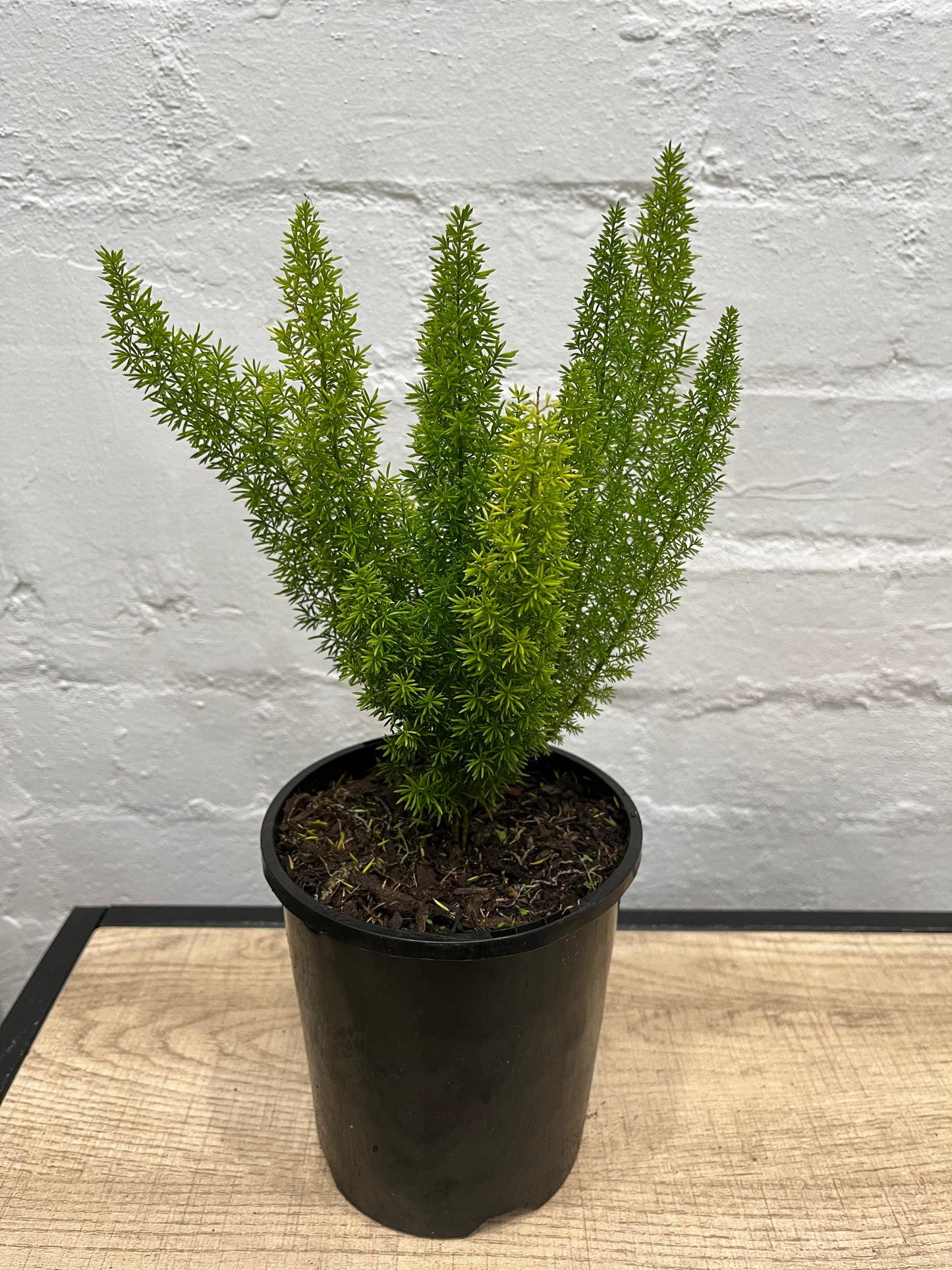 Asparagus meyerii 'Foxtail Fern' 140mm