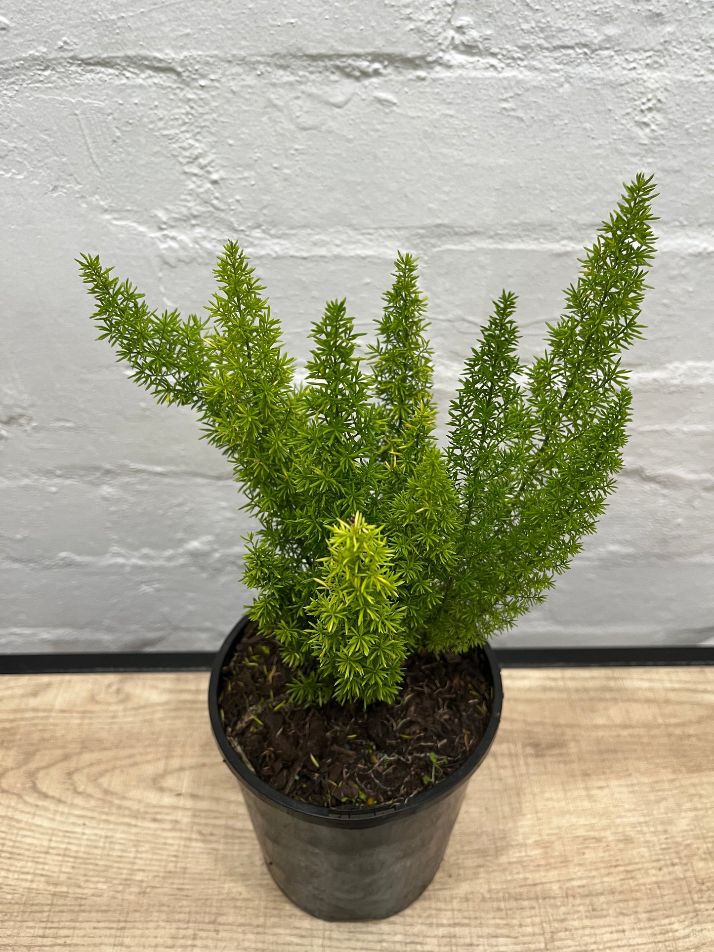 Asparagus meyerii 'Foxtail Fern' 140mm