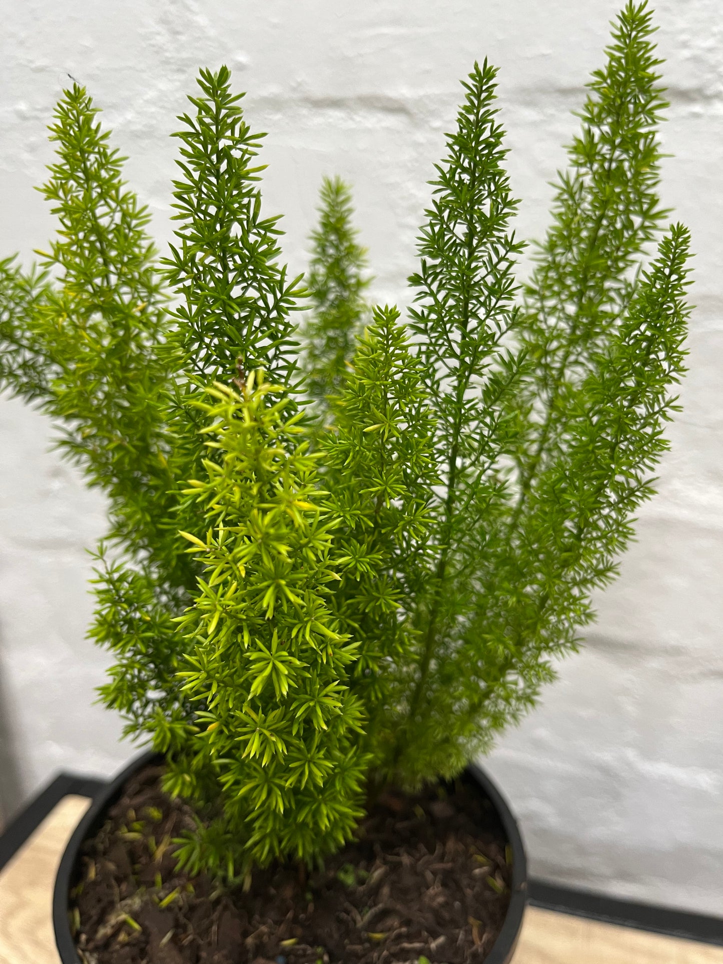 Asparagus meyerii 'Foxtail Fern' 140mm