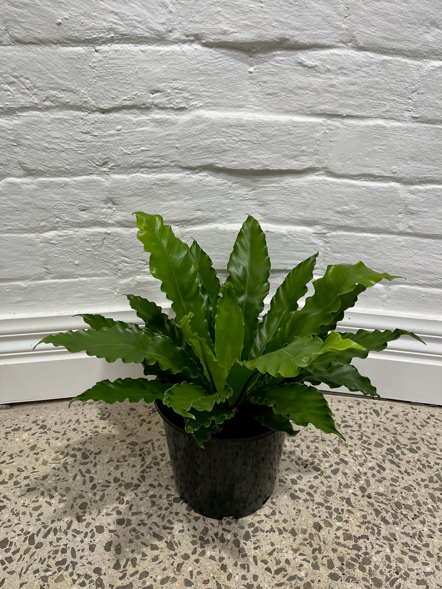 Asplenium australisicum 'Birds Nest Fern'