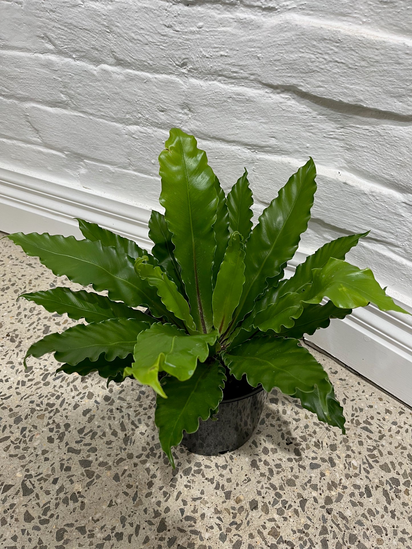 Asplenium australisicum 'Birds Nest Fern'